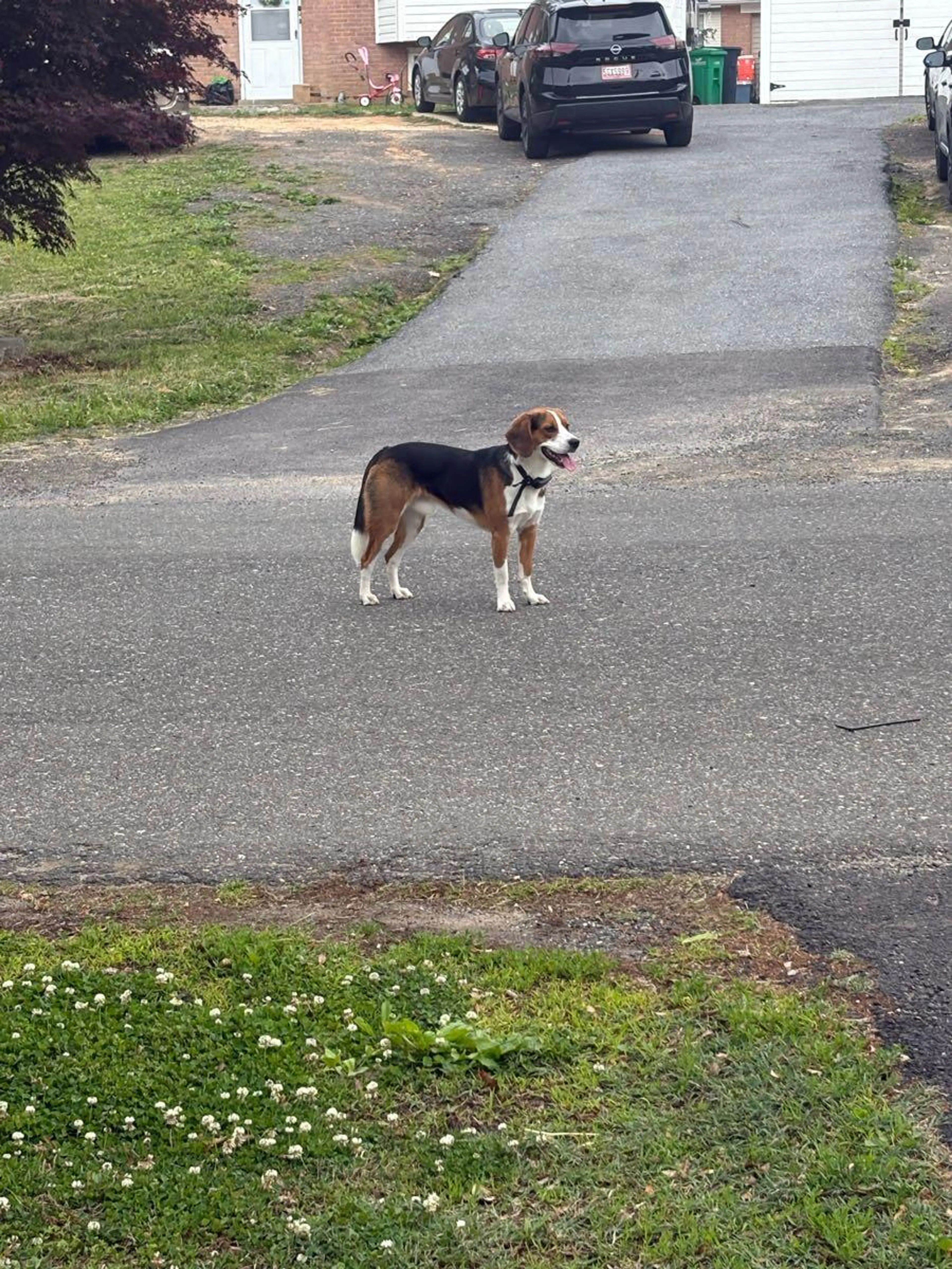Found pet