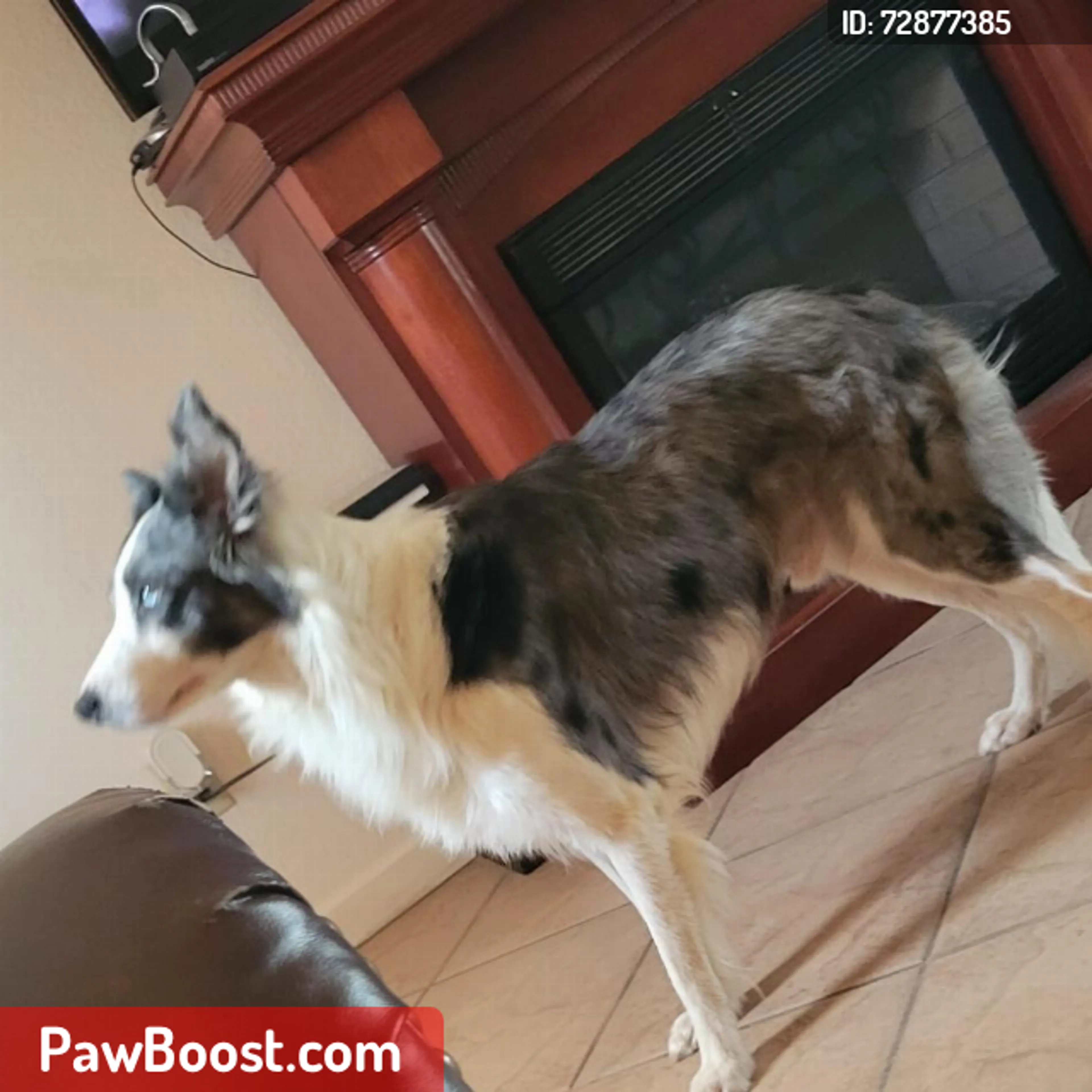 Lost pet