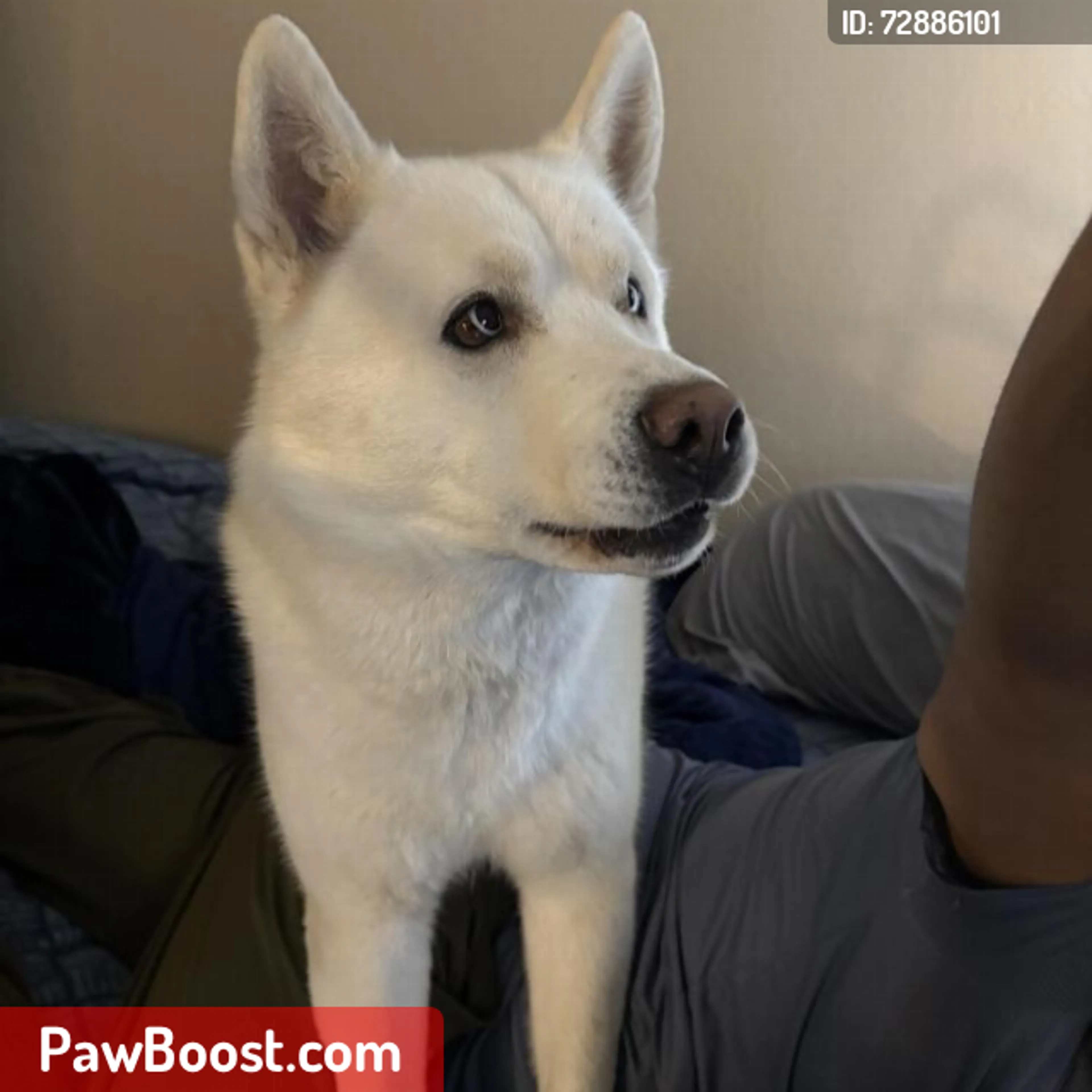 Lost pet