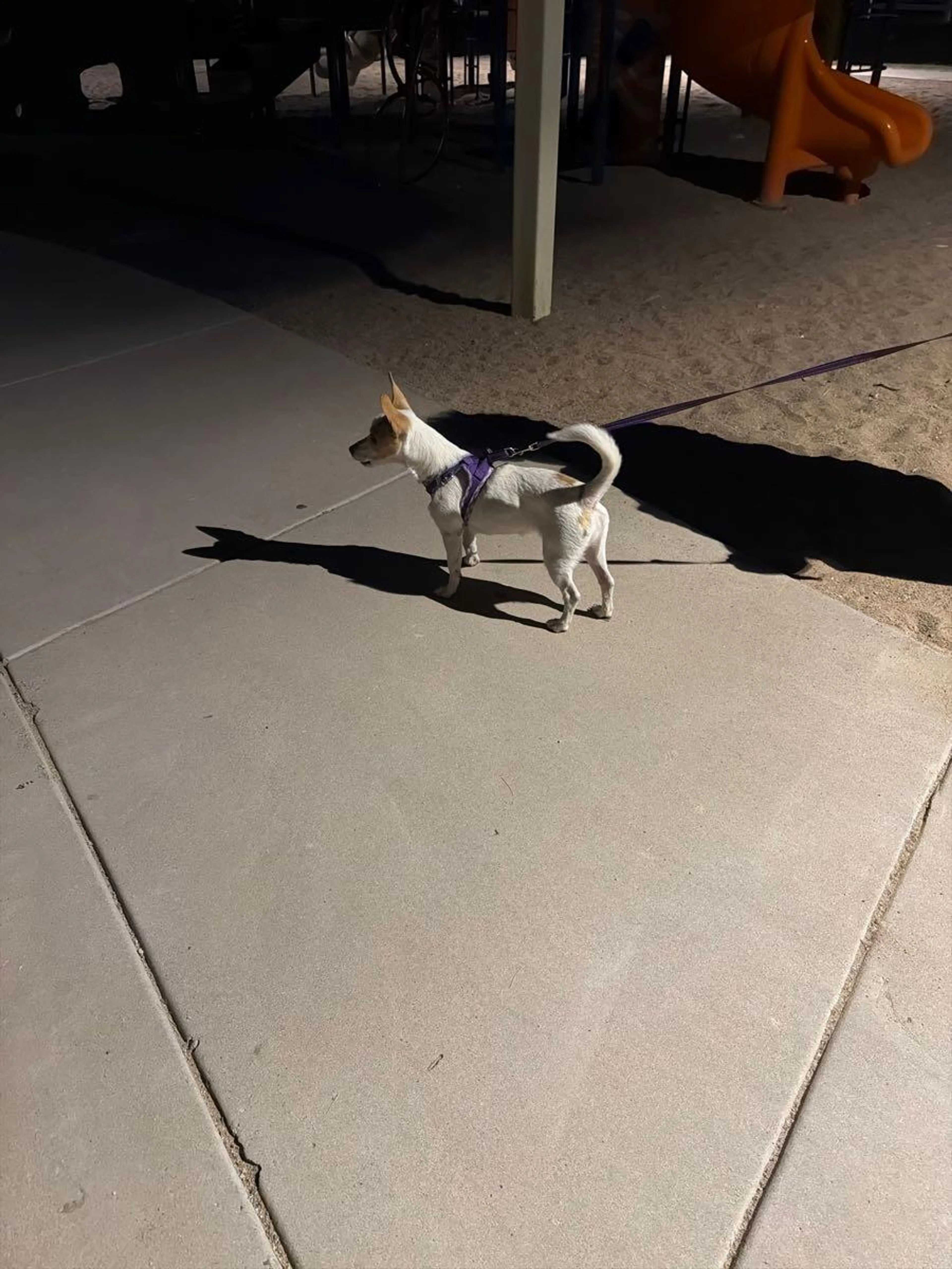 Found pet
