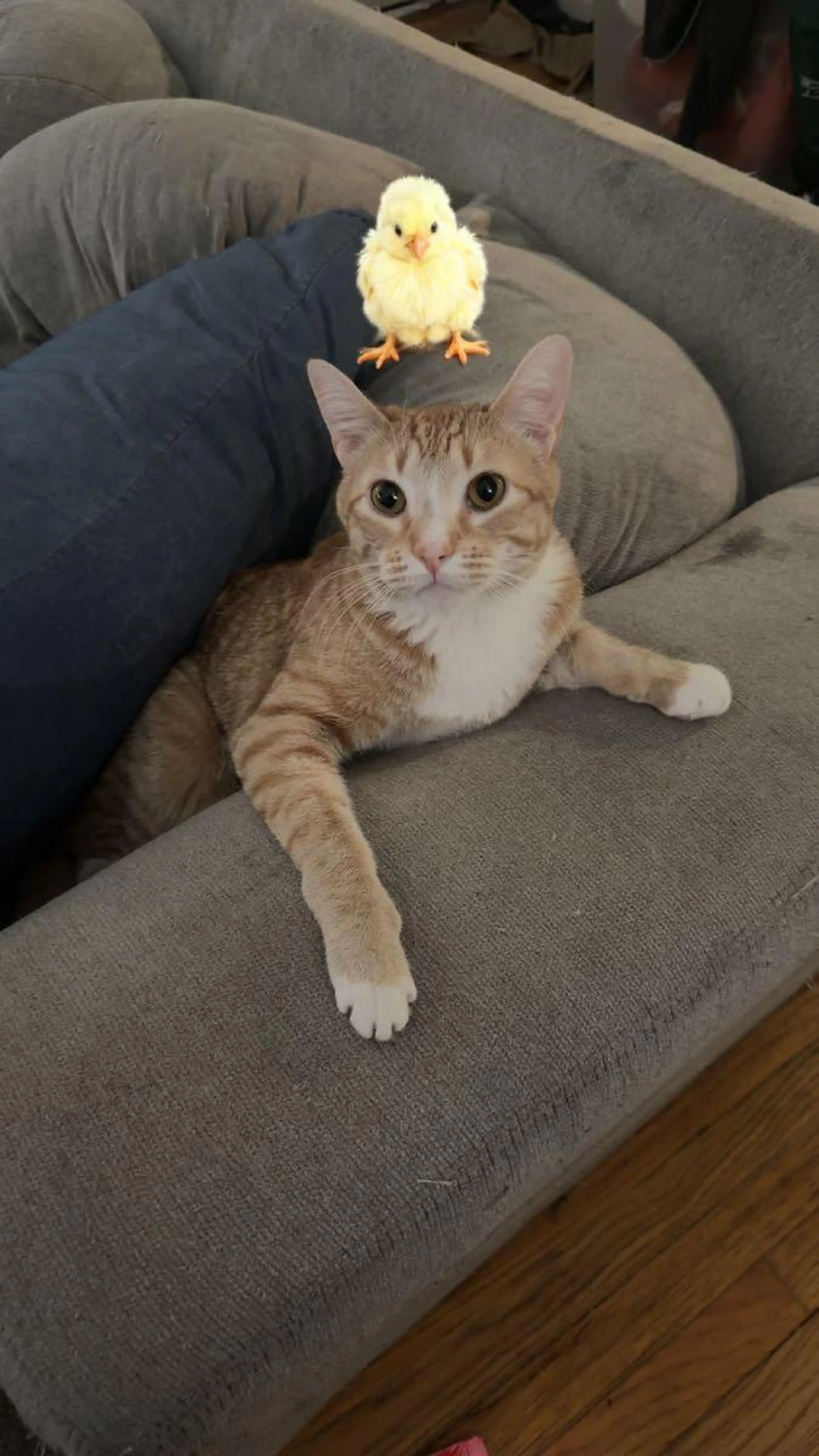Lost pet