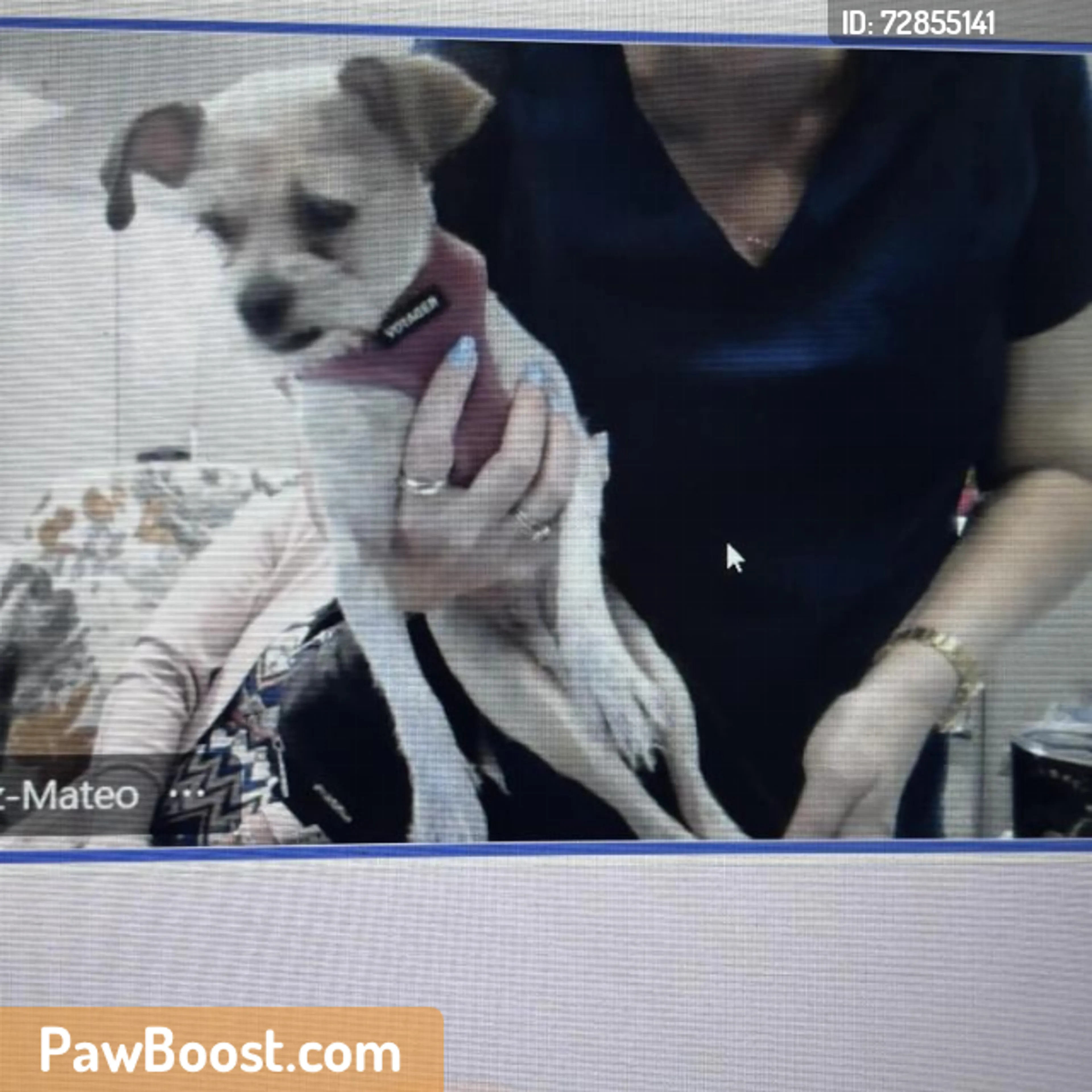 Found pet