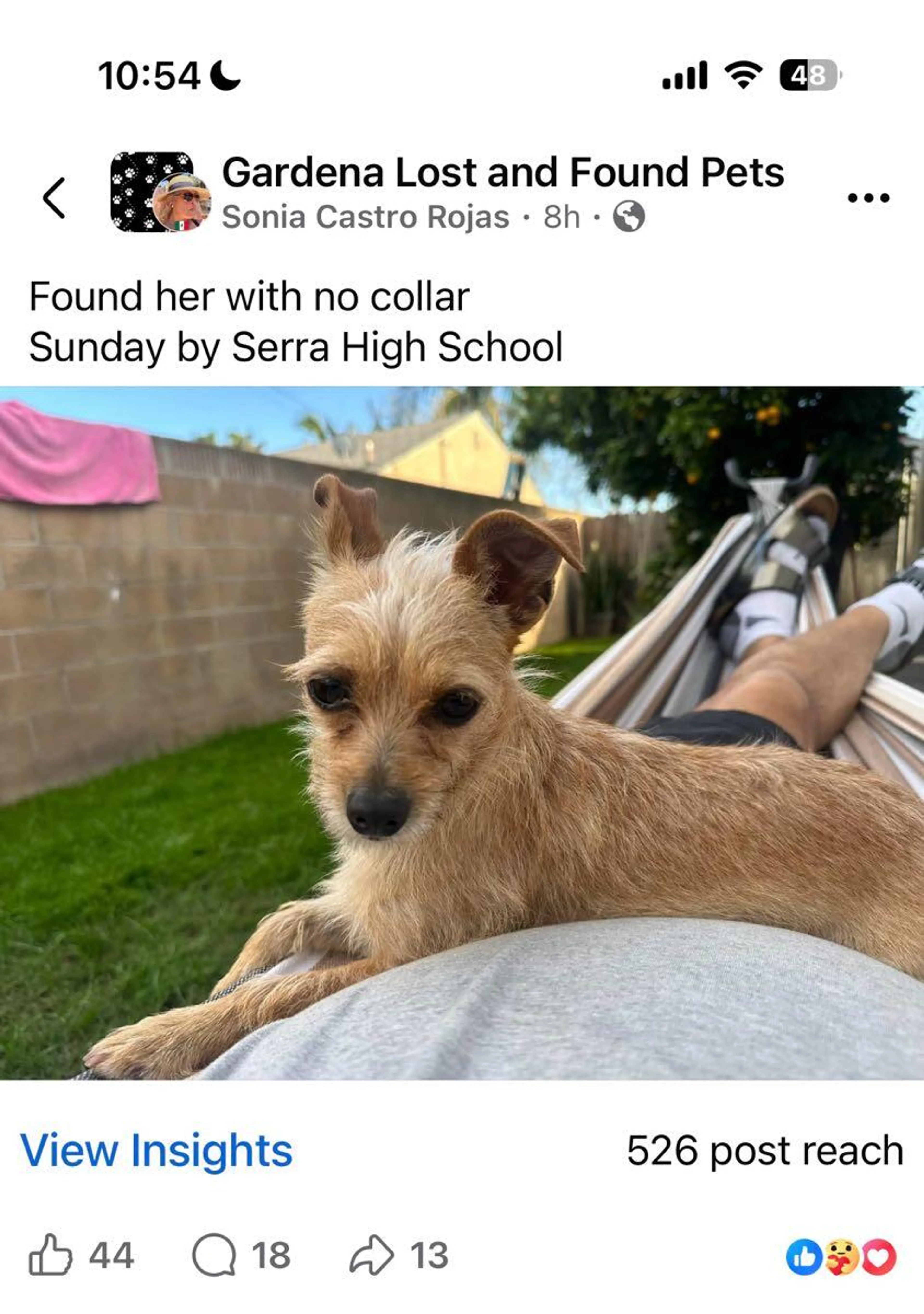 Found pet