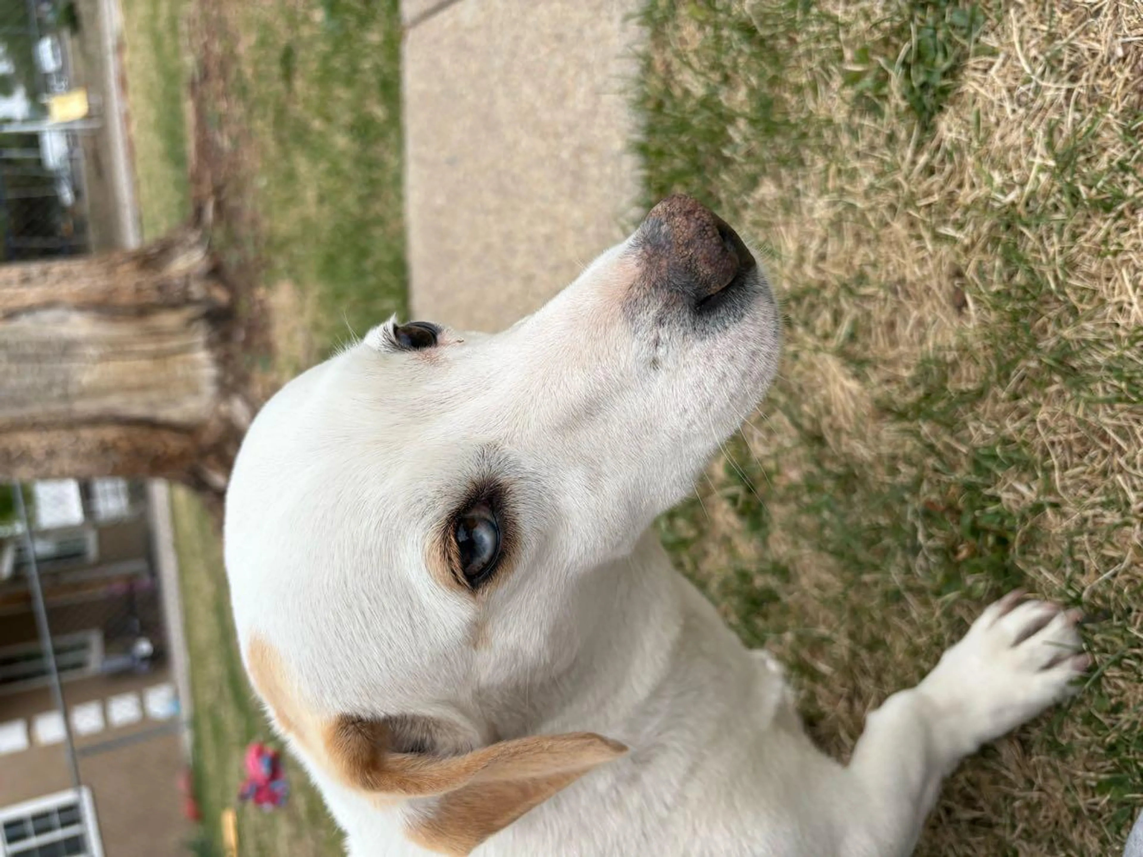 Found pet