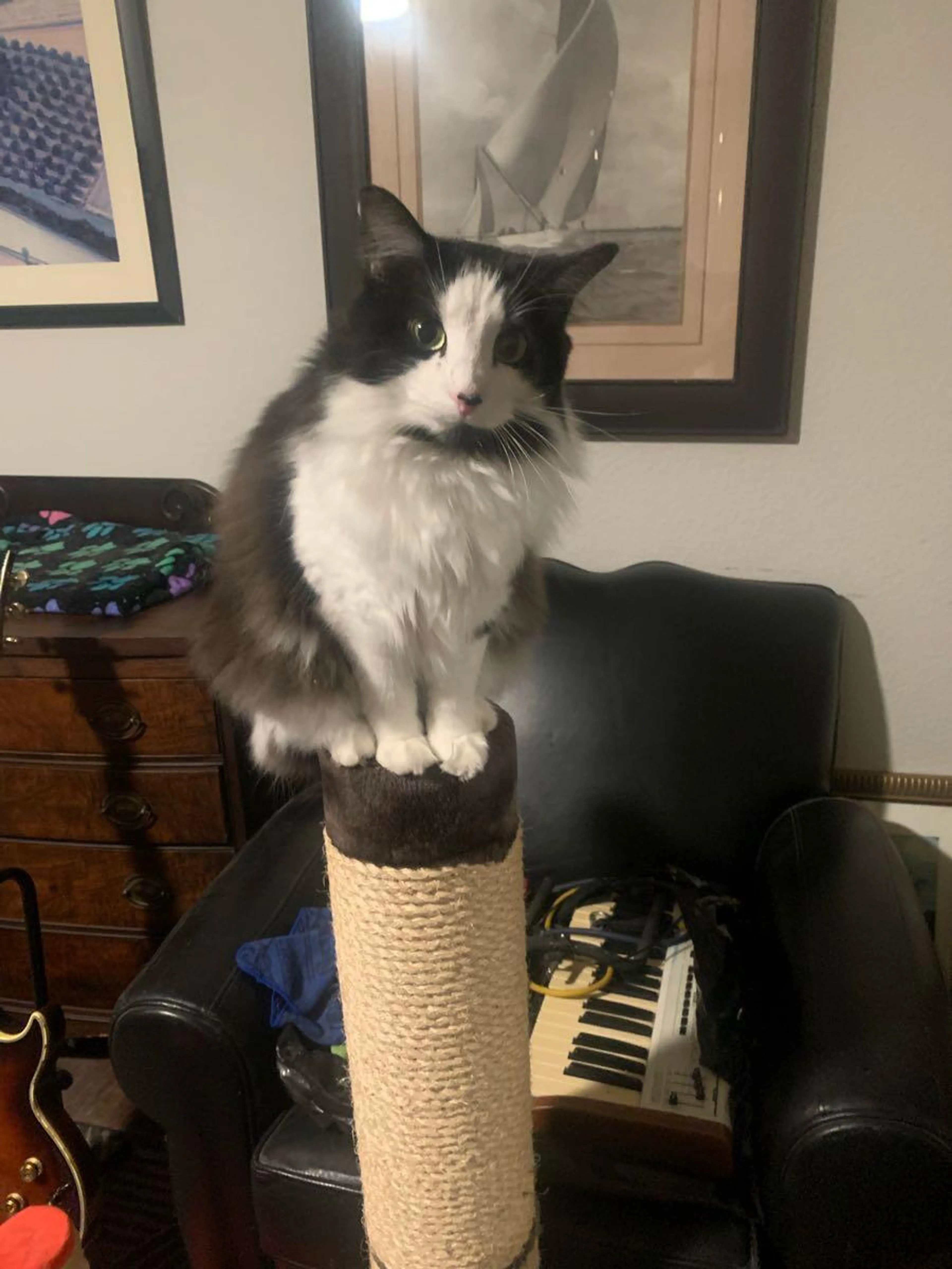 Lost pet