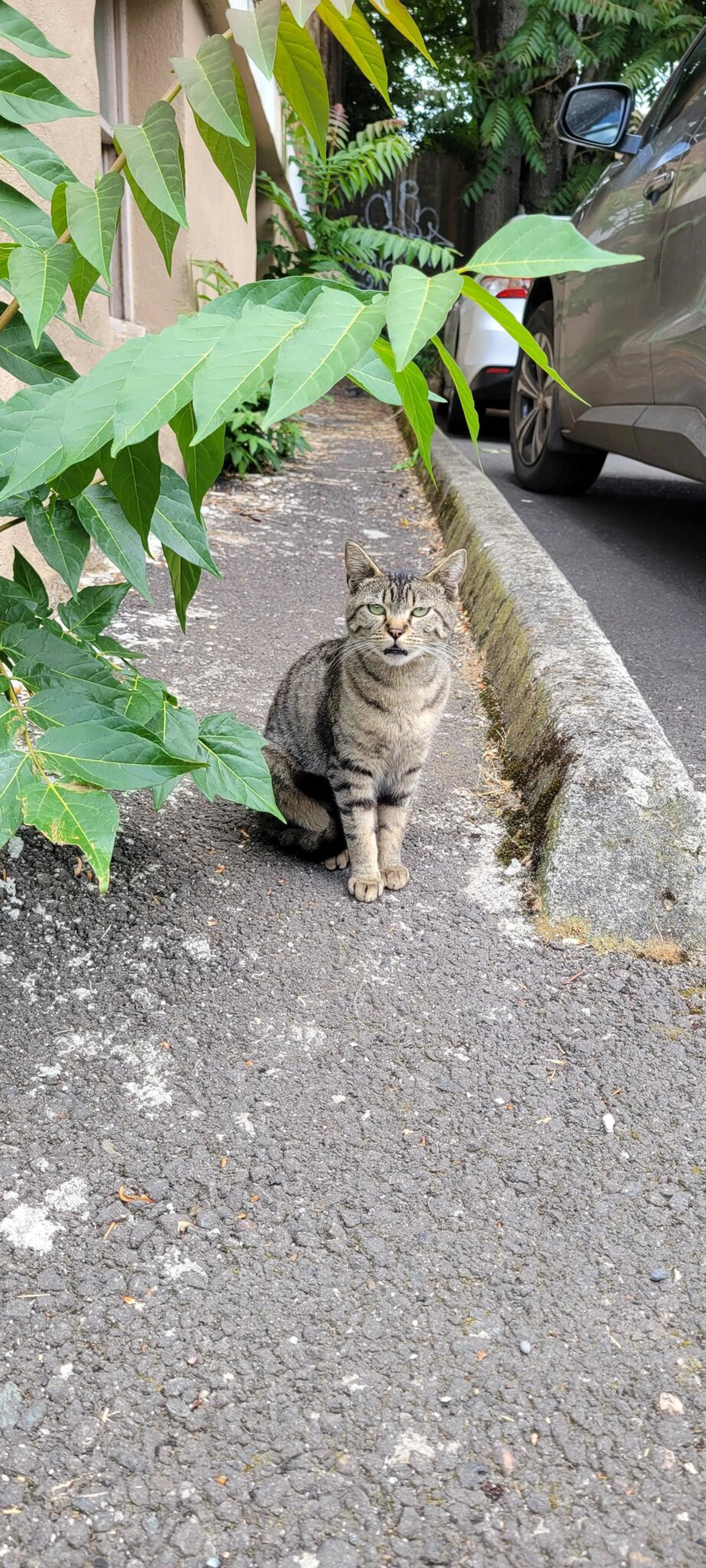 Found pet