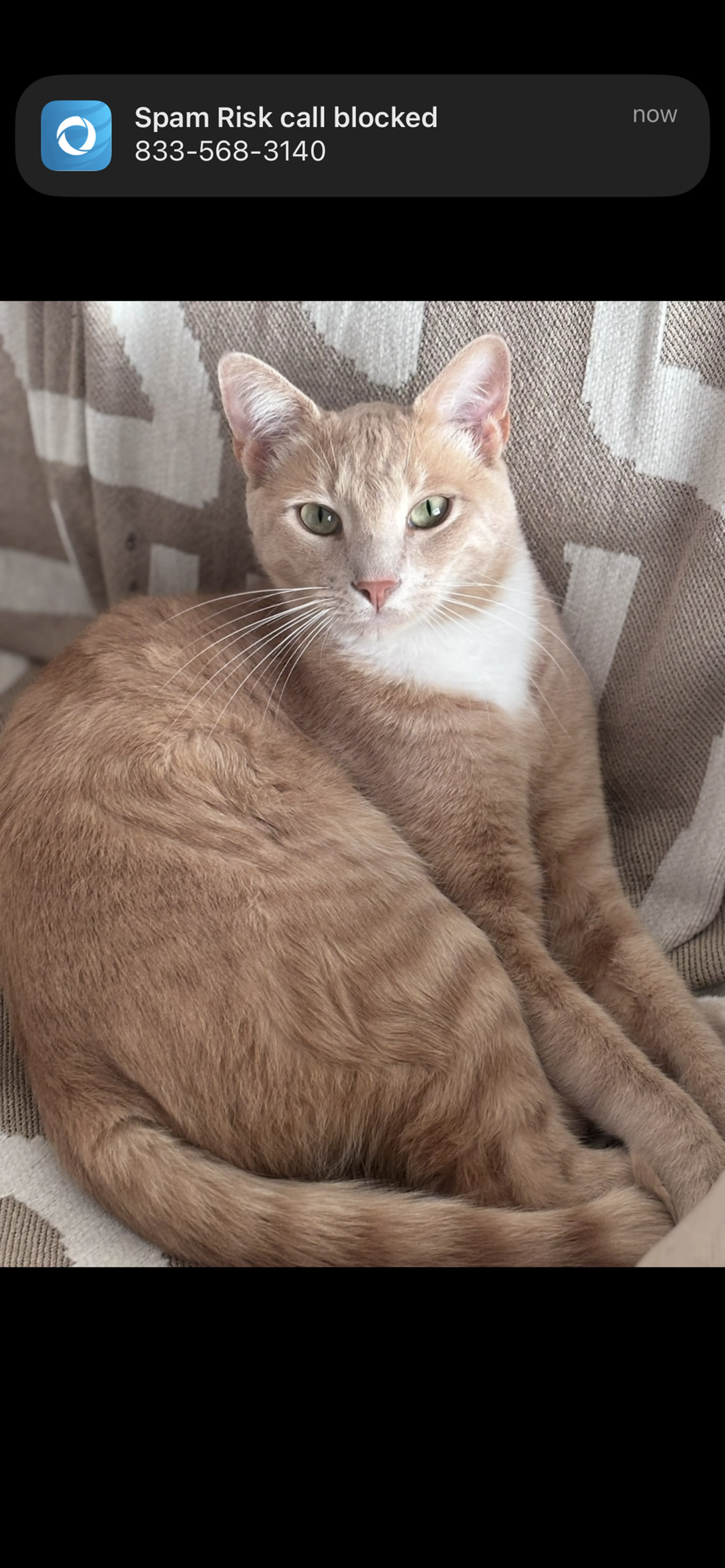 Lost pet