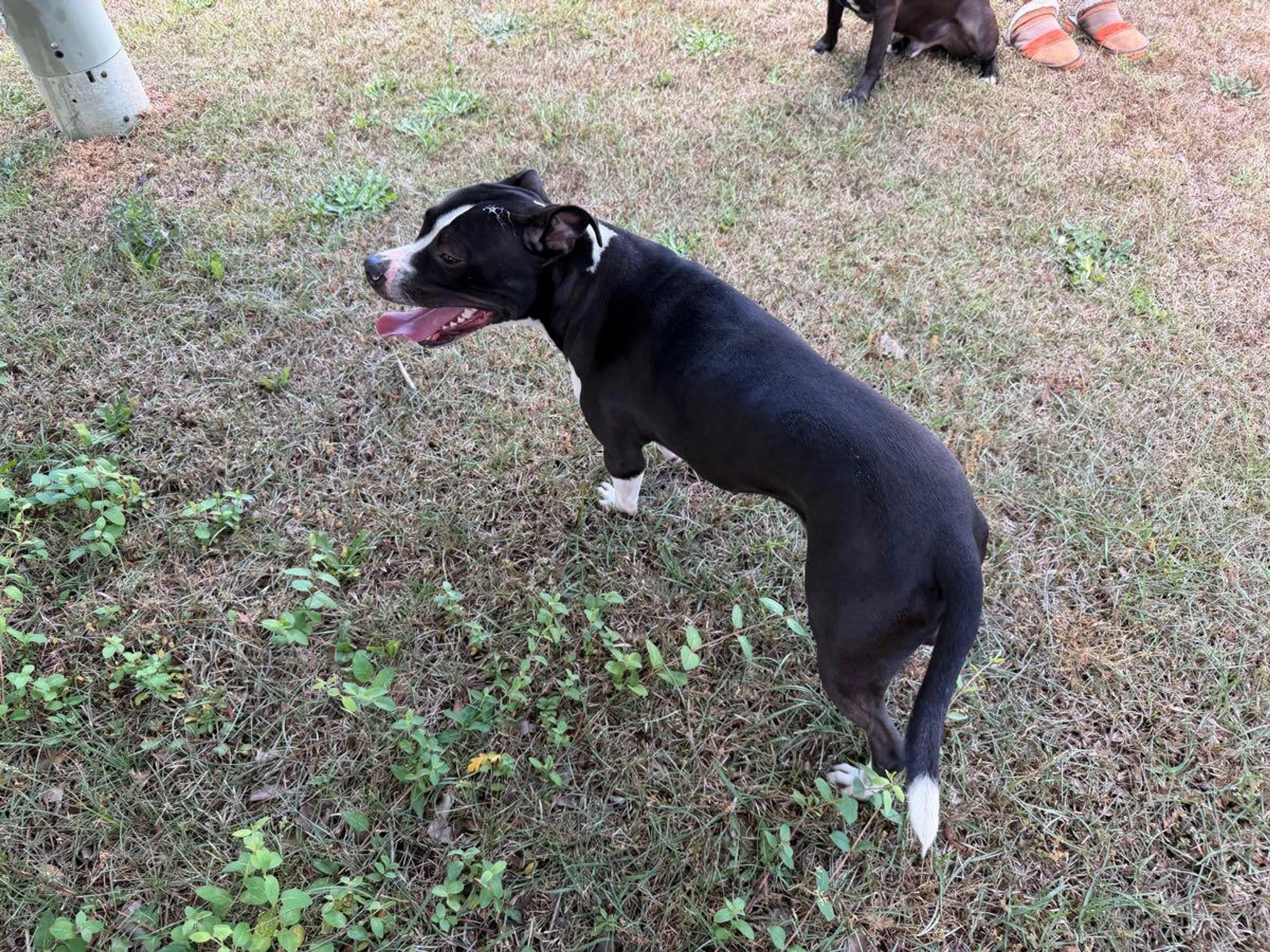 Found pet