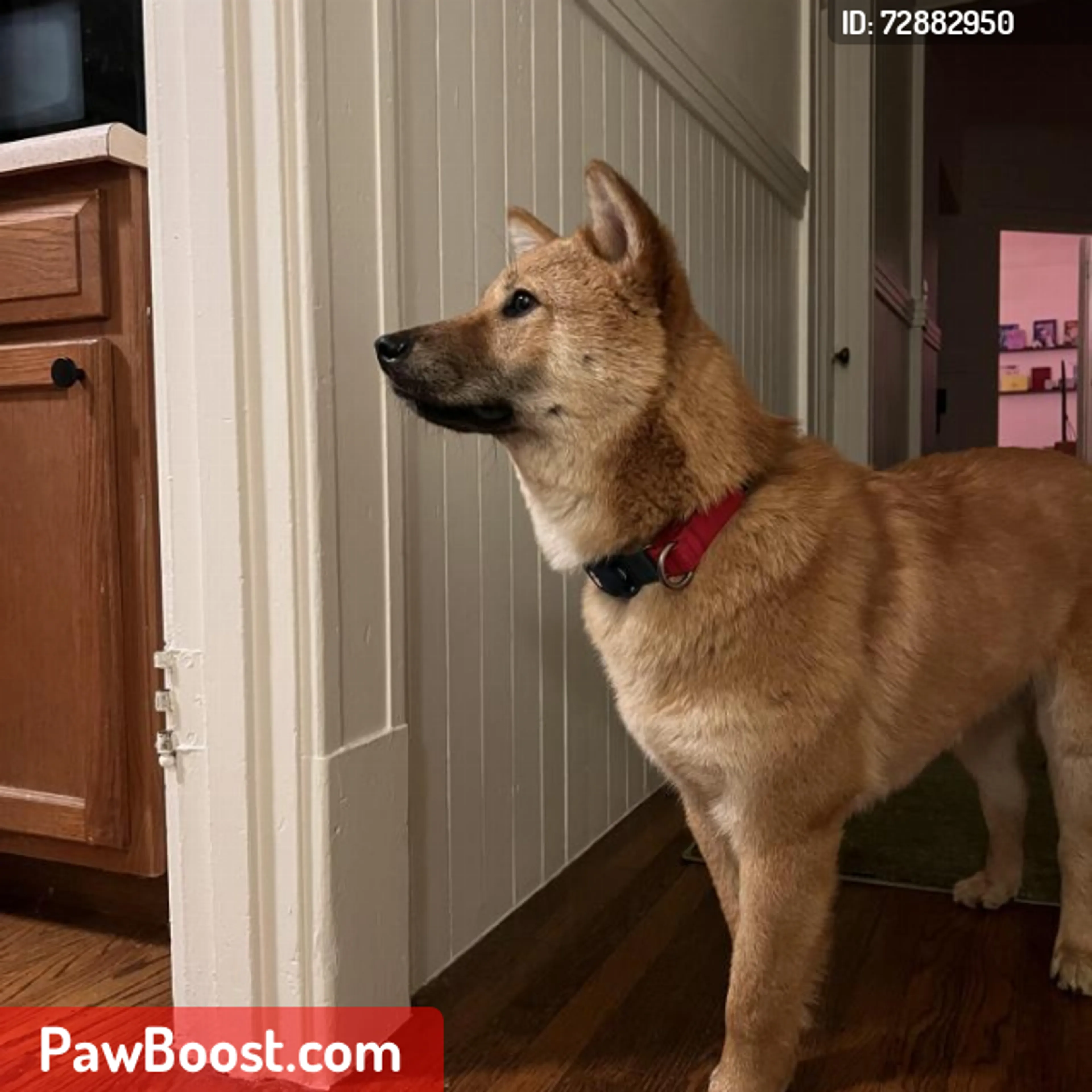 Lost pet