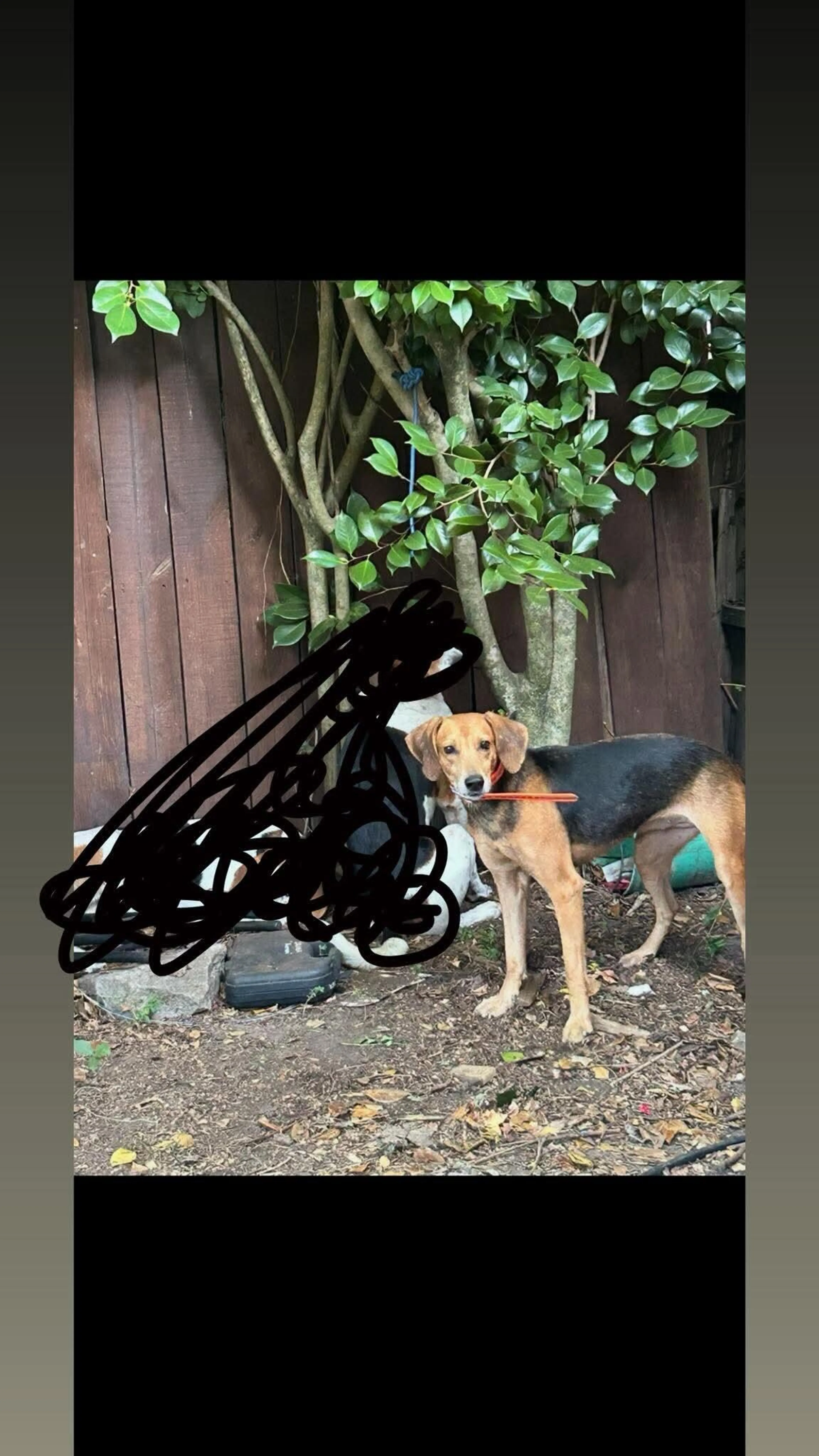 Lost pet