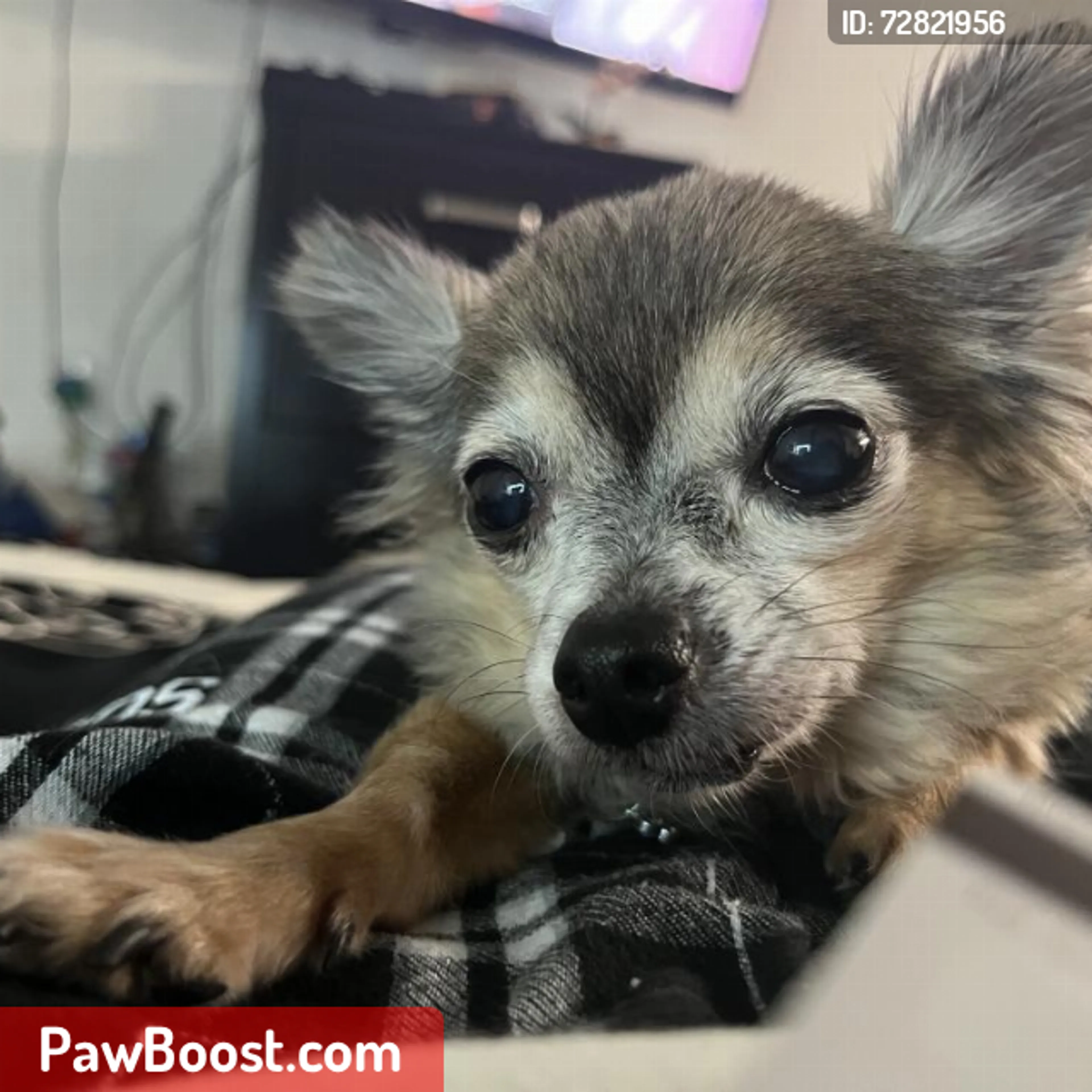 Lost pet