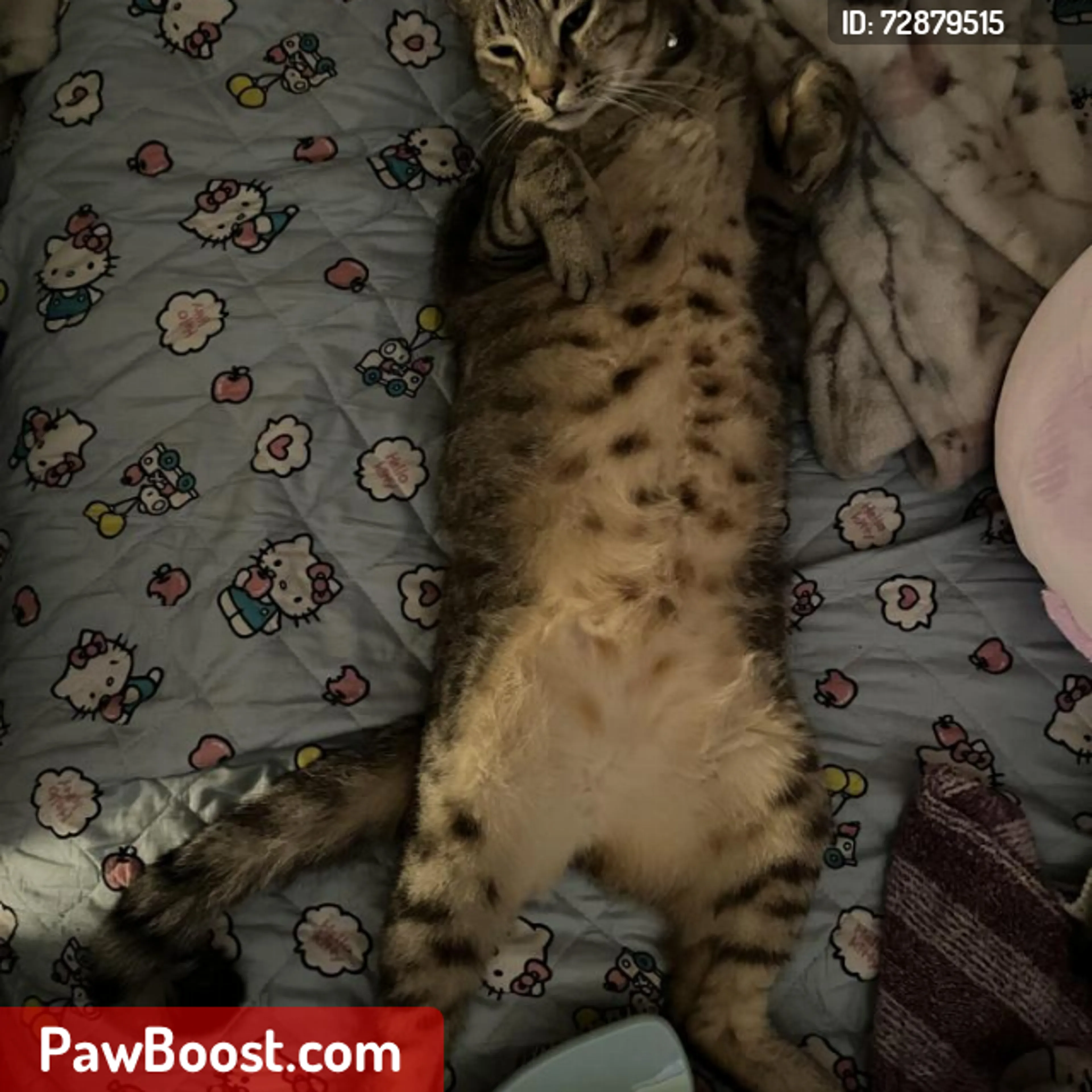 Lost pet