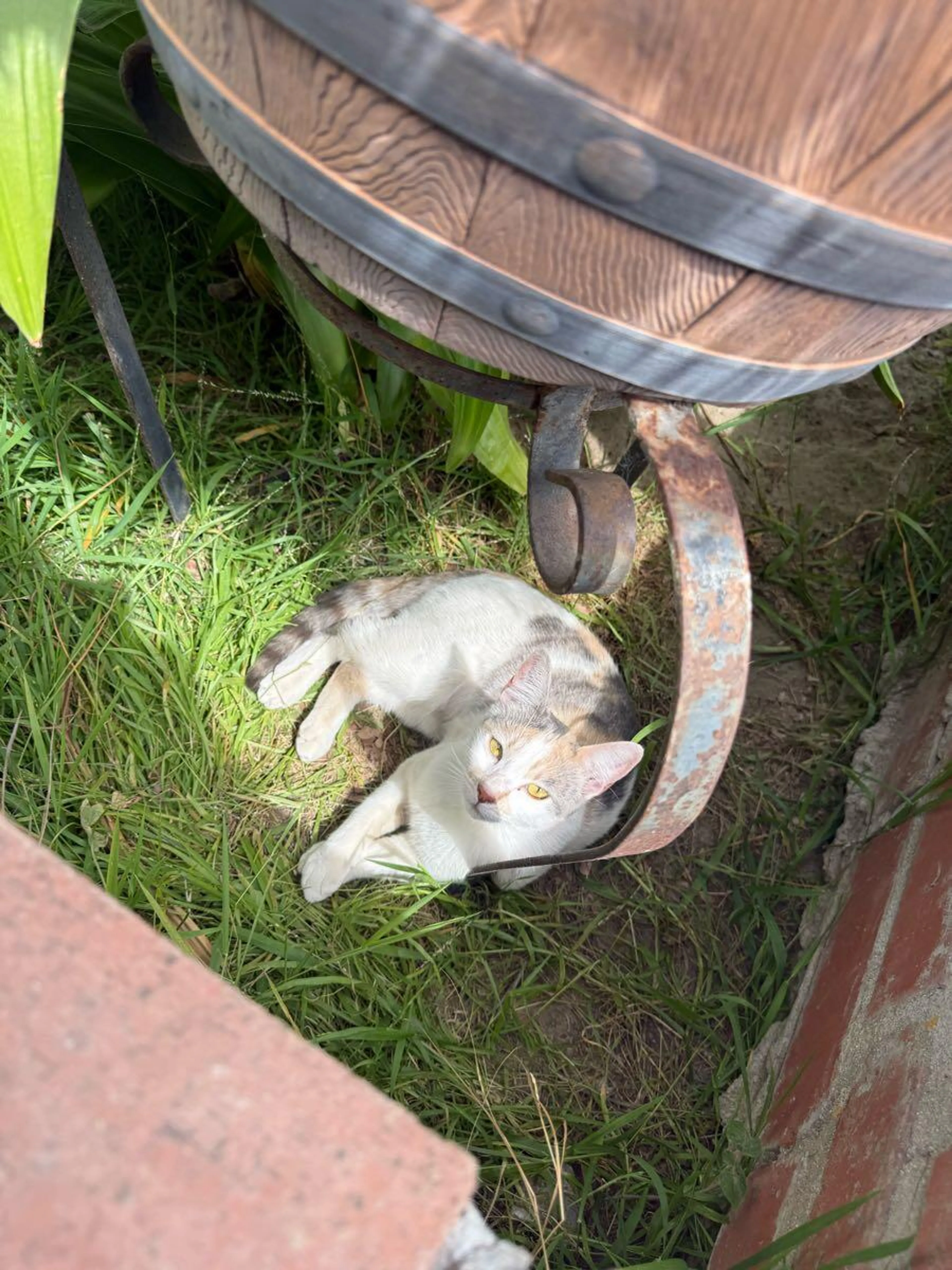 Lost pet