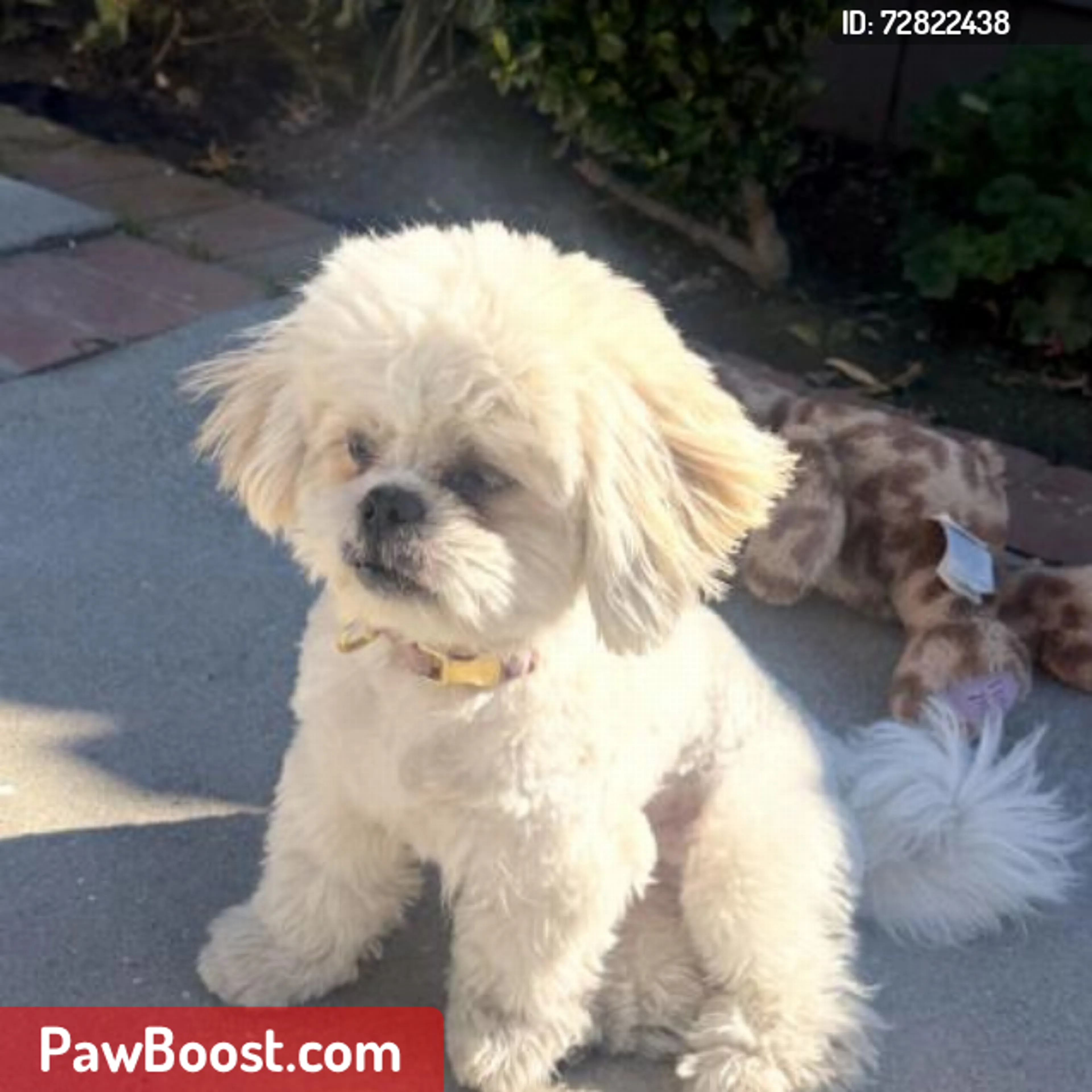 Lost pet