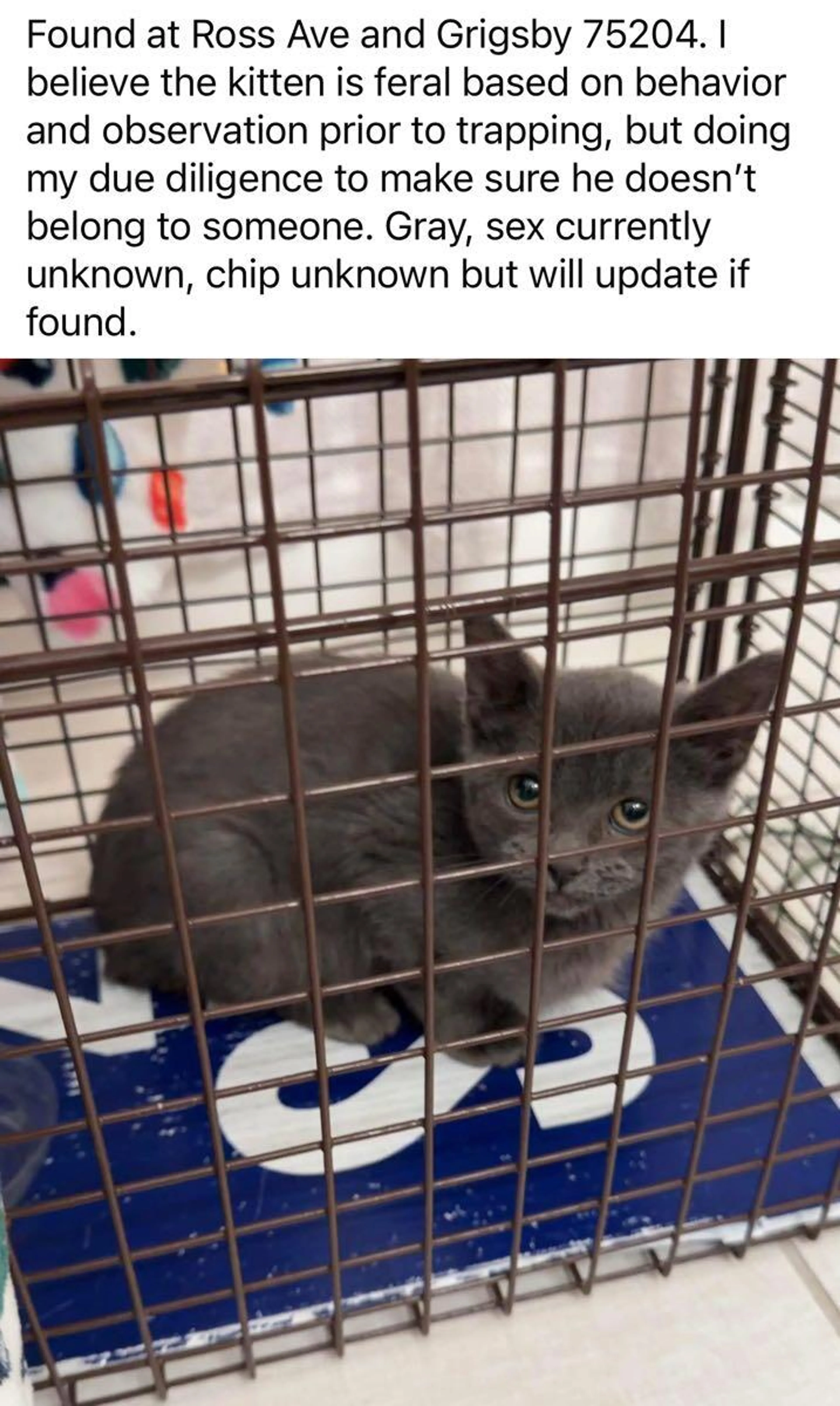 Found pet