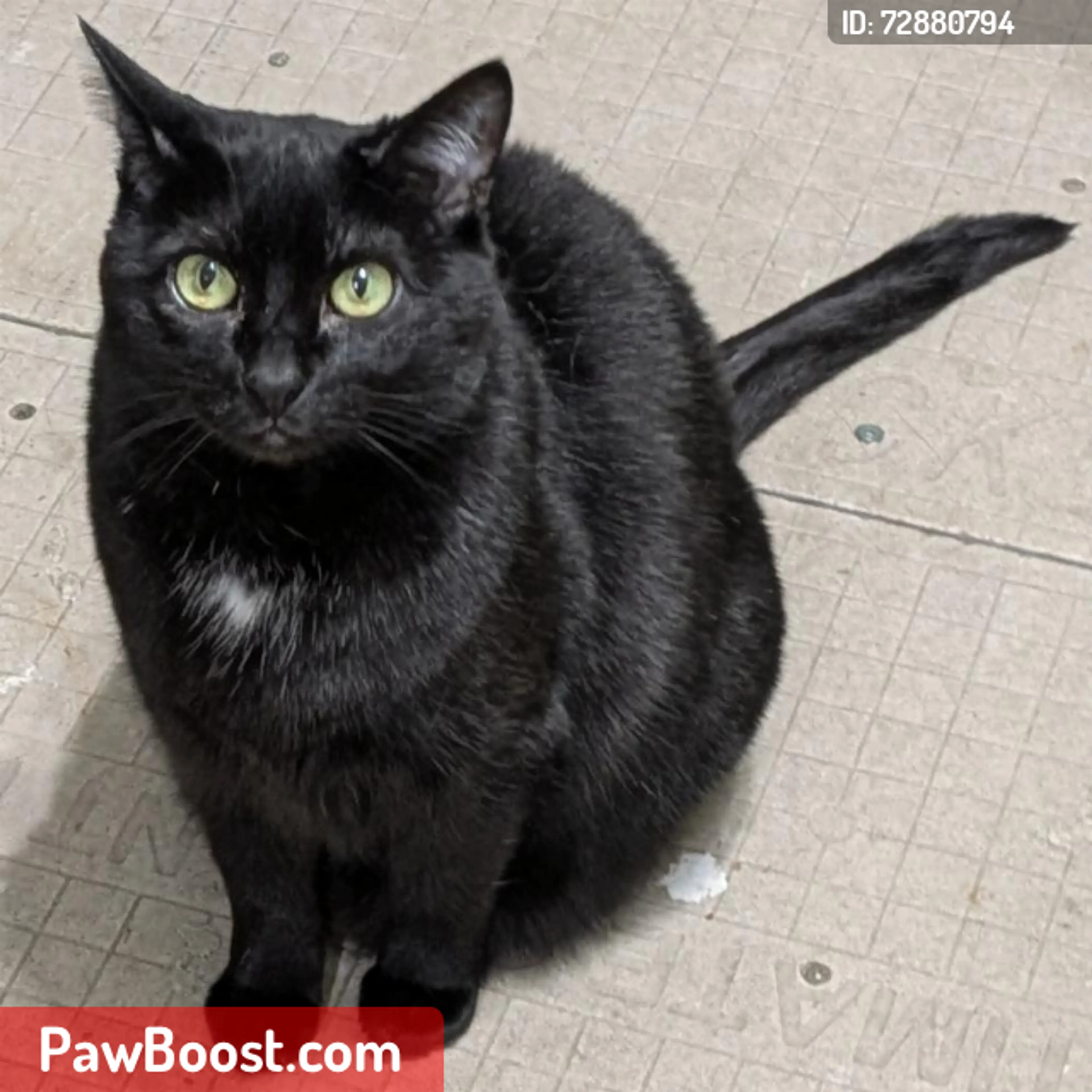 Lost pet