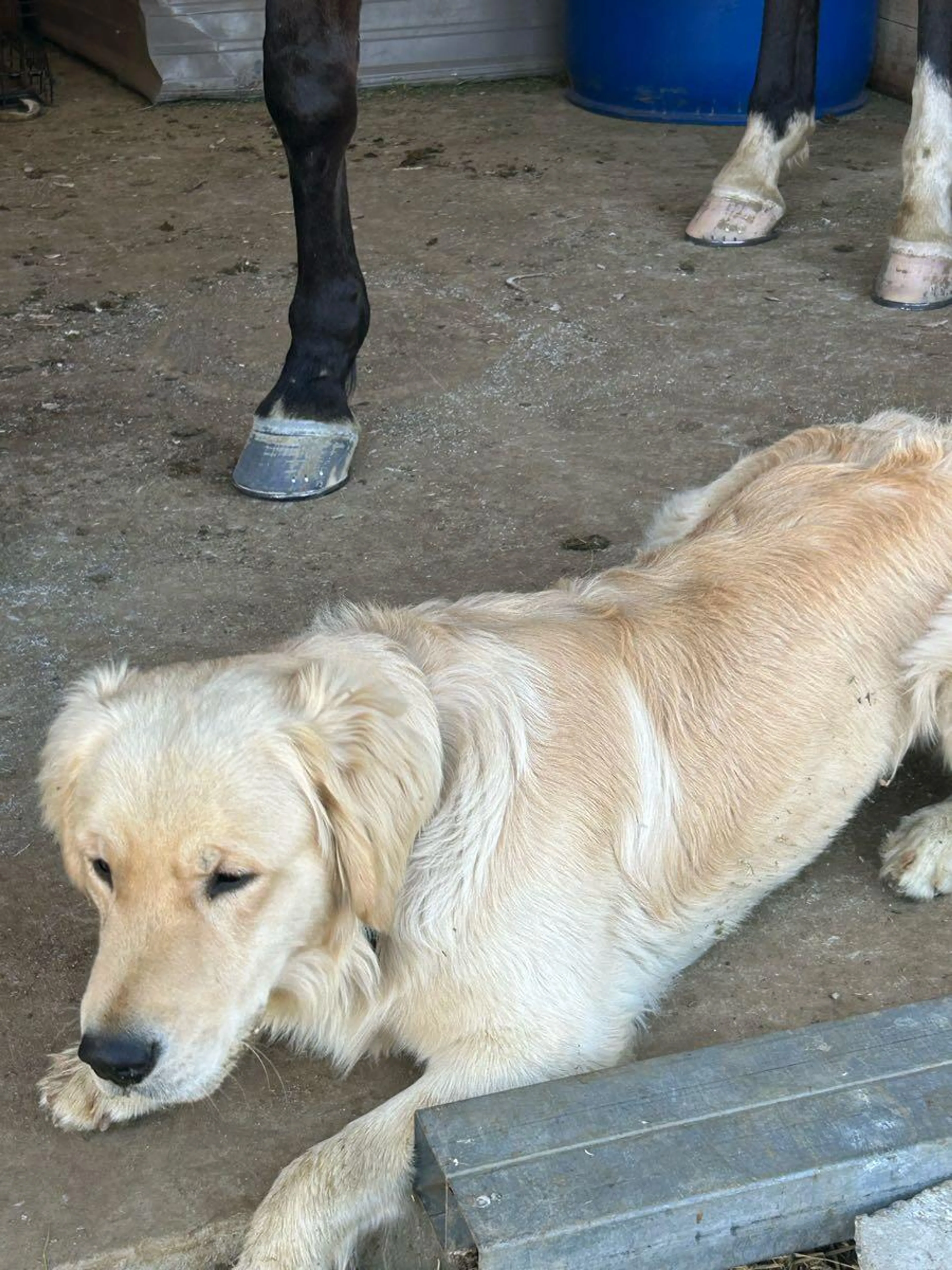 Lost pet