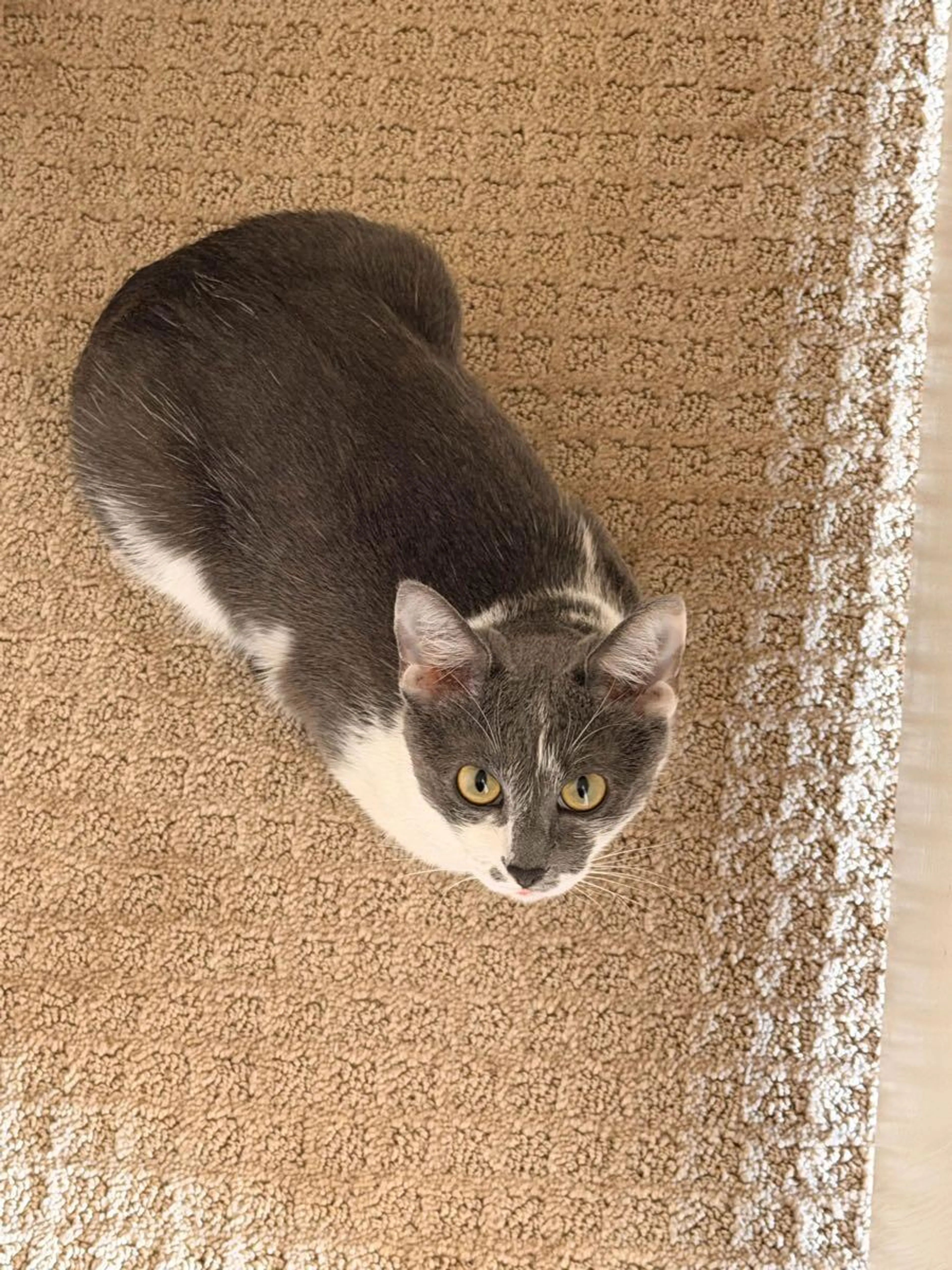 Lost pet