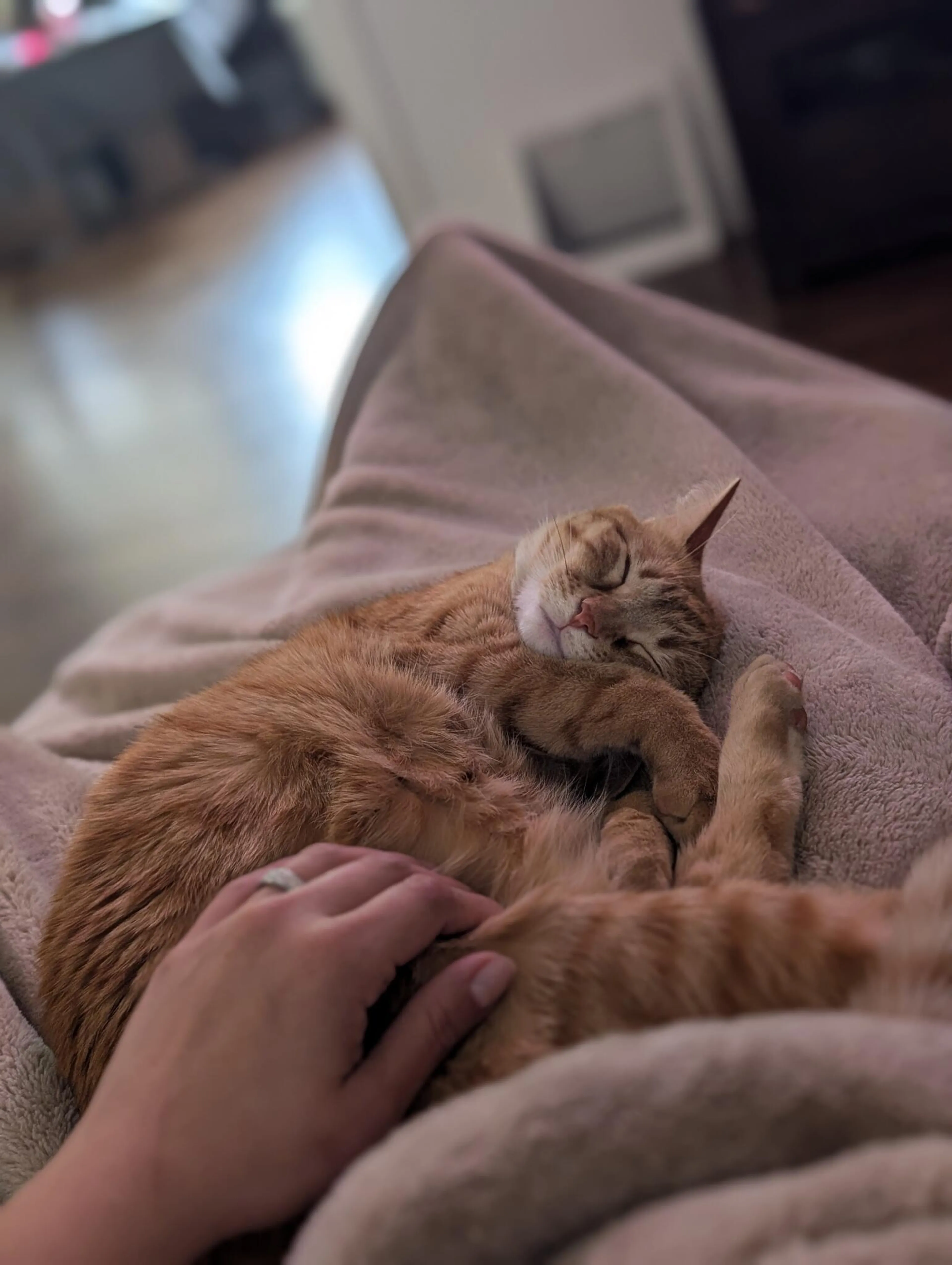 Lost pet