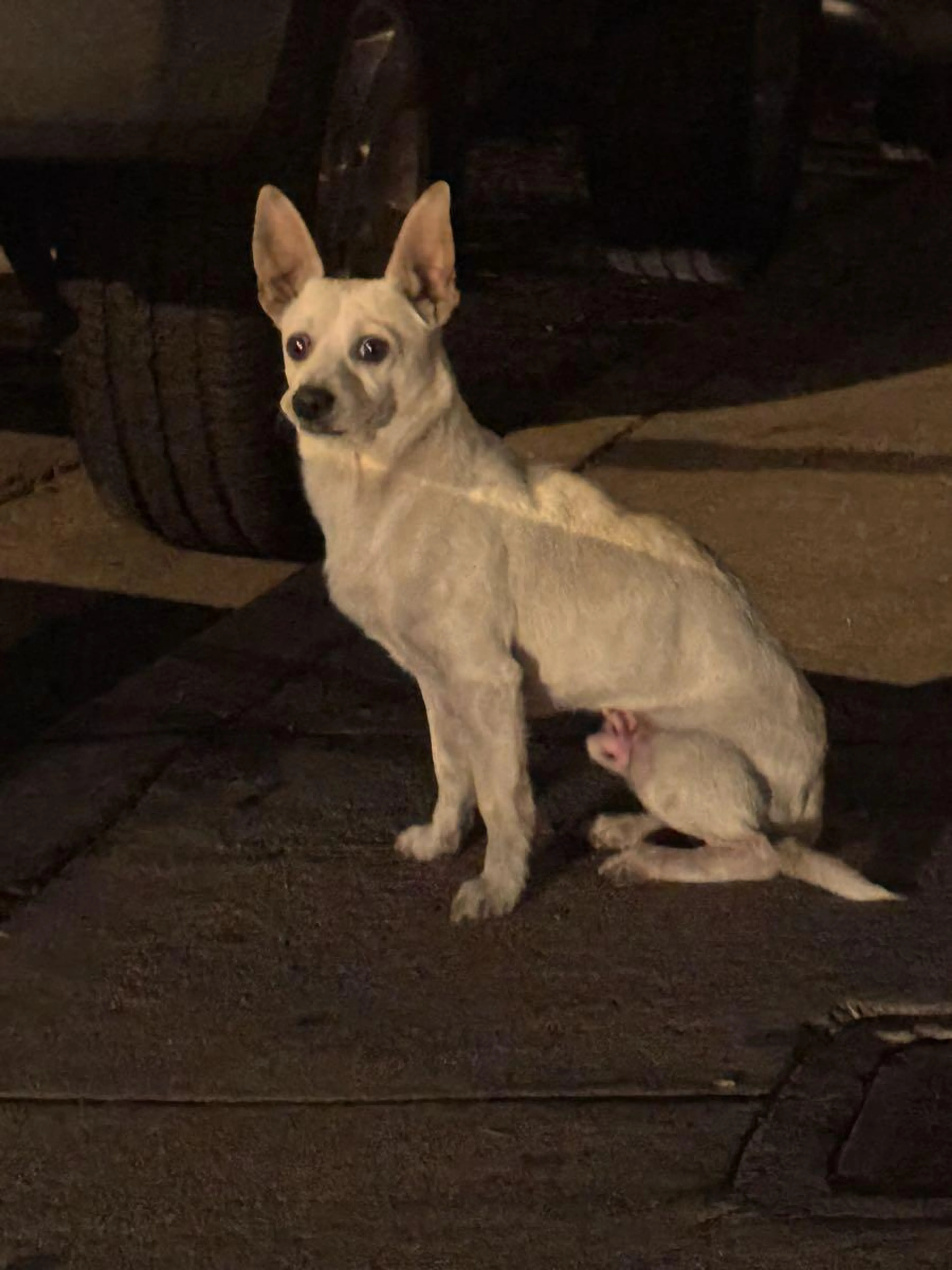 Found pet
