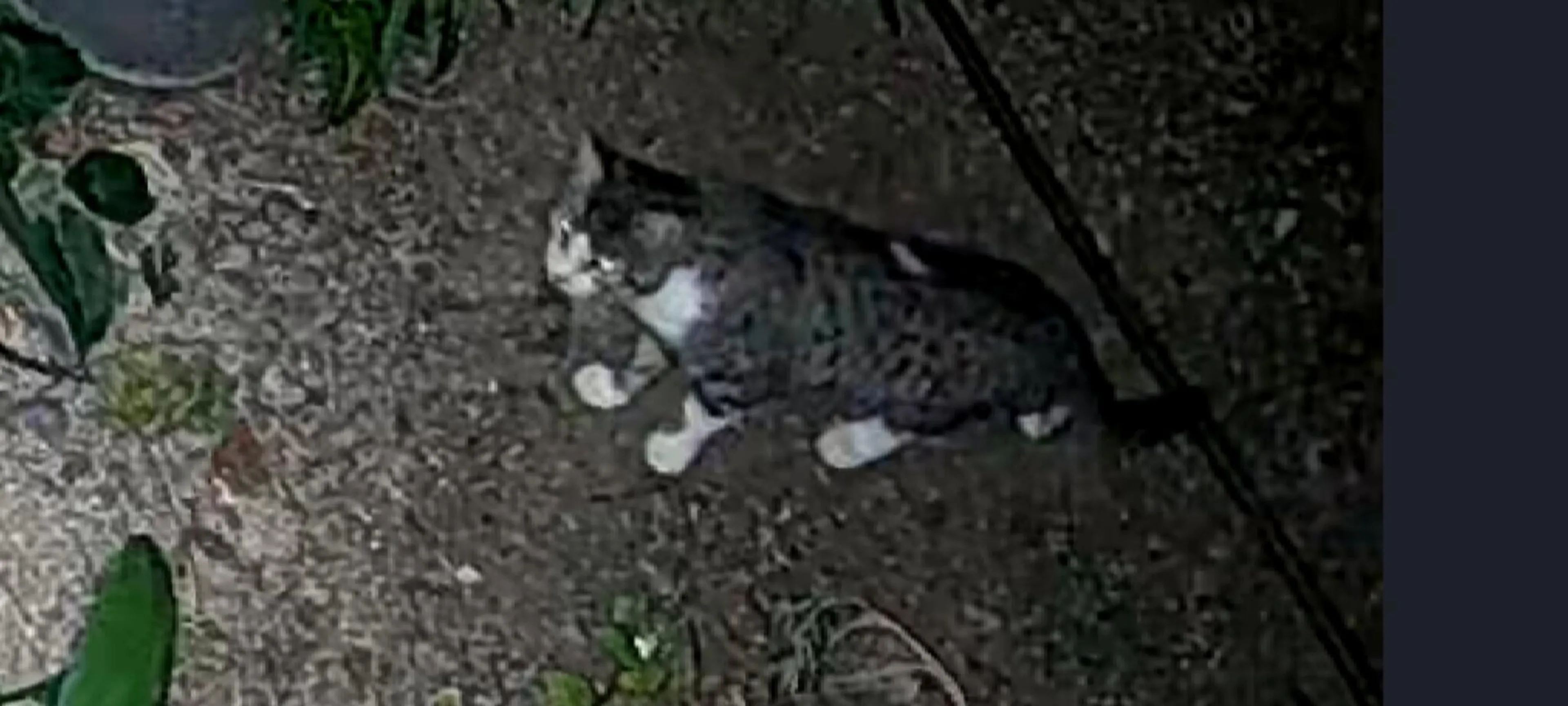 Found pet