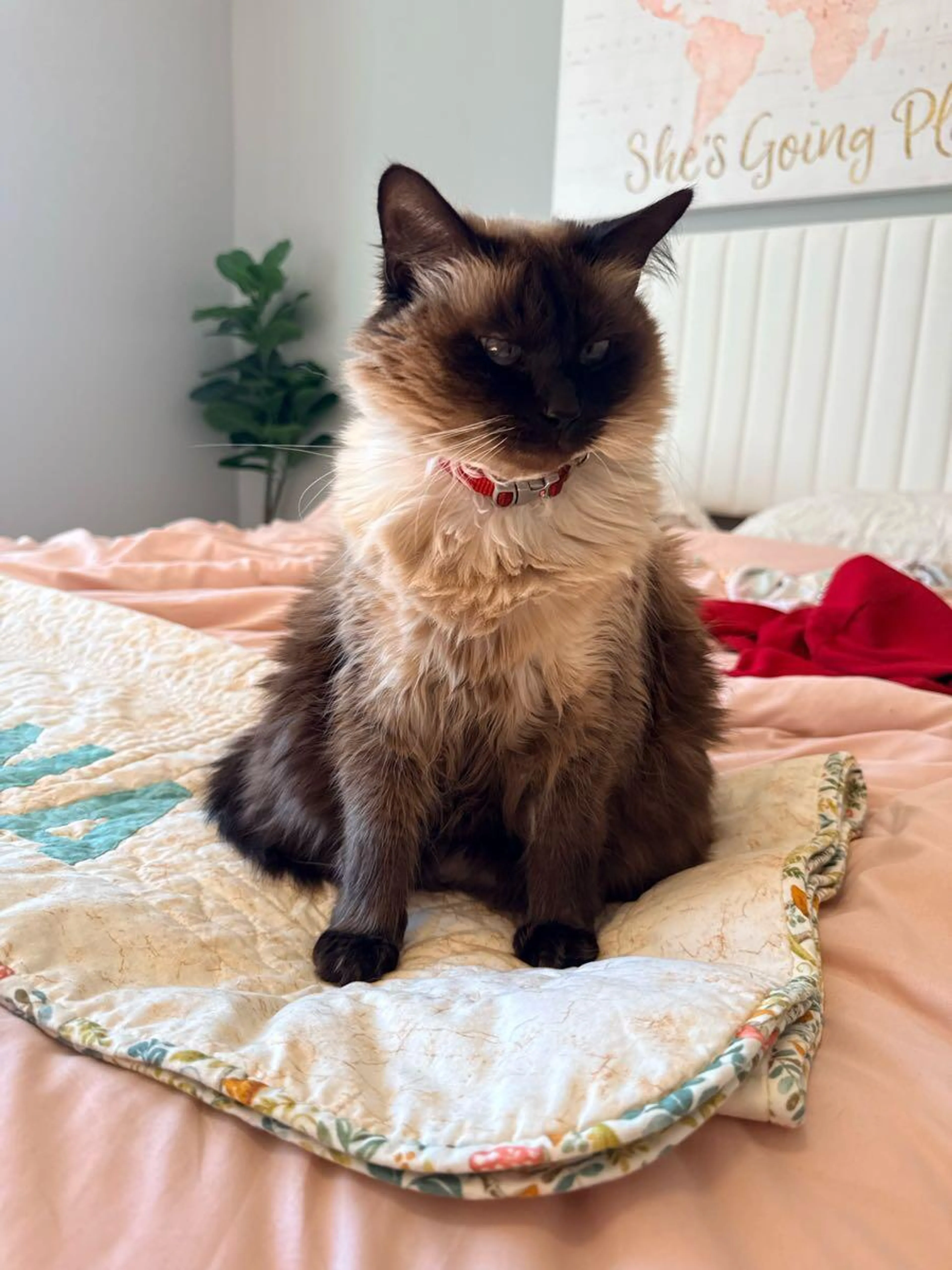 Lost pet