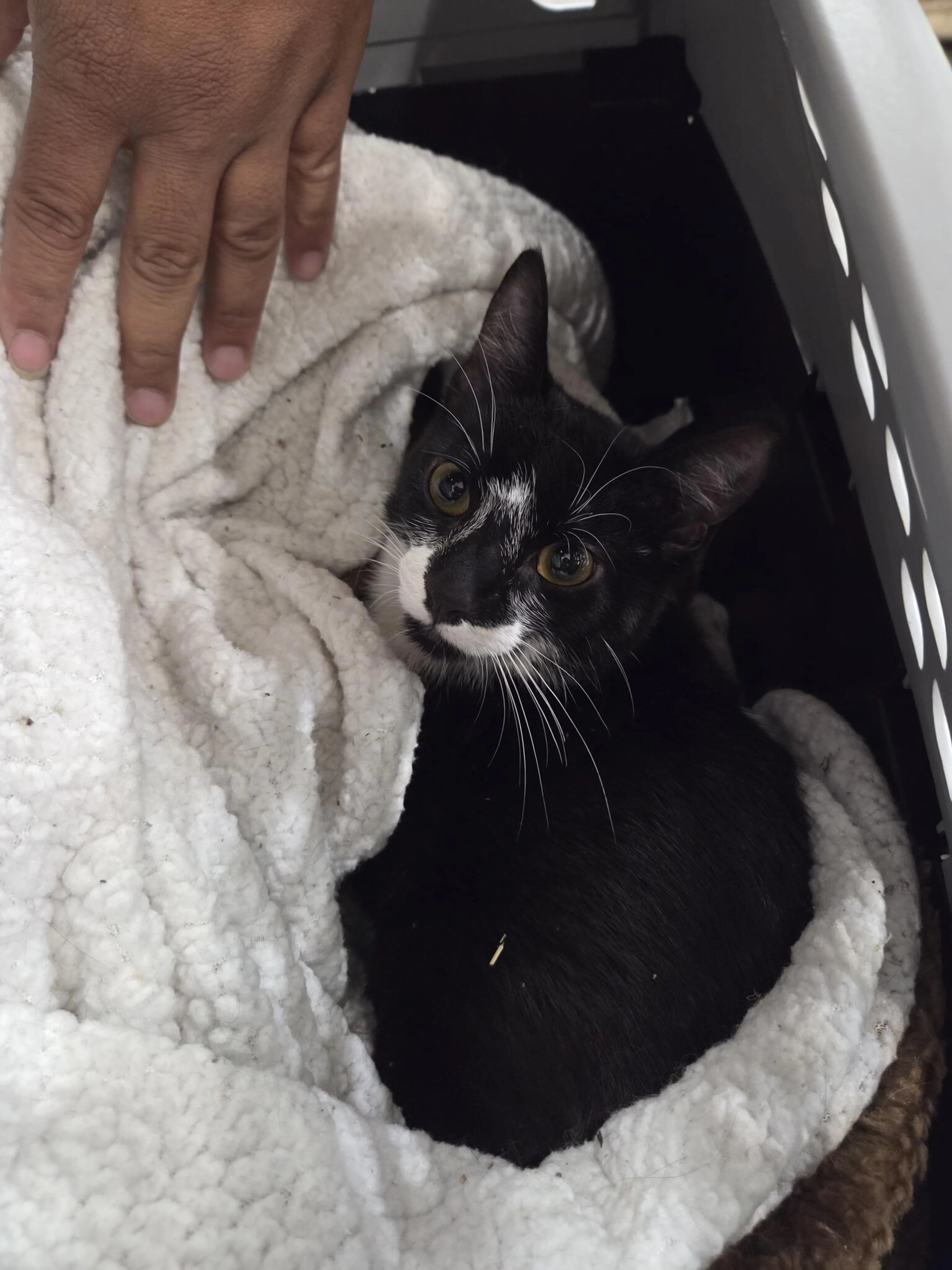 Found pet