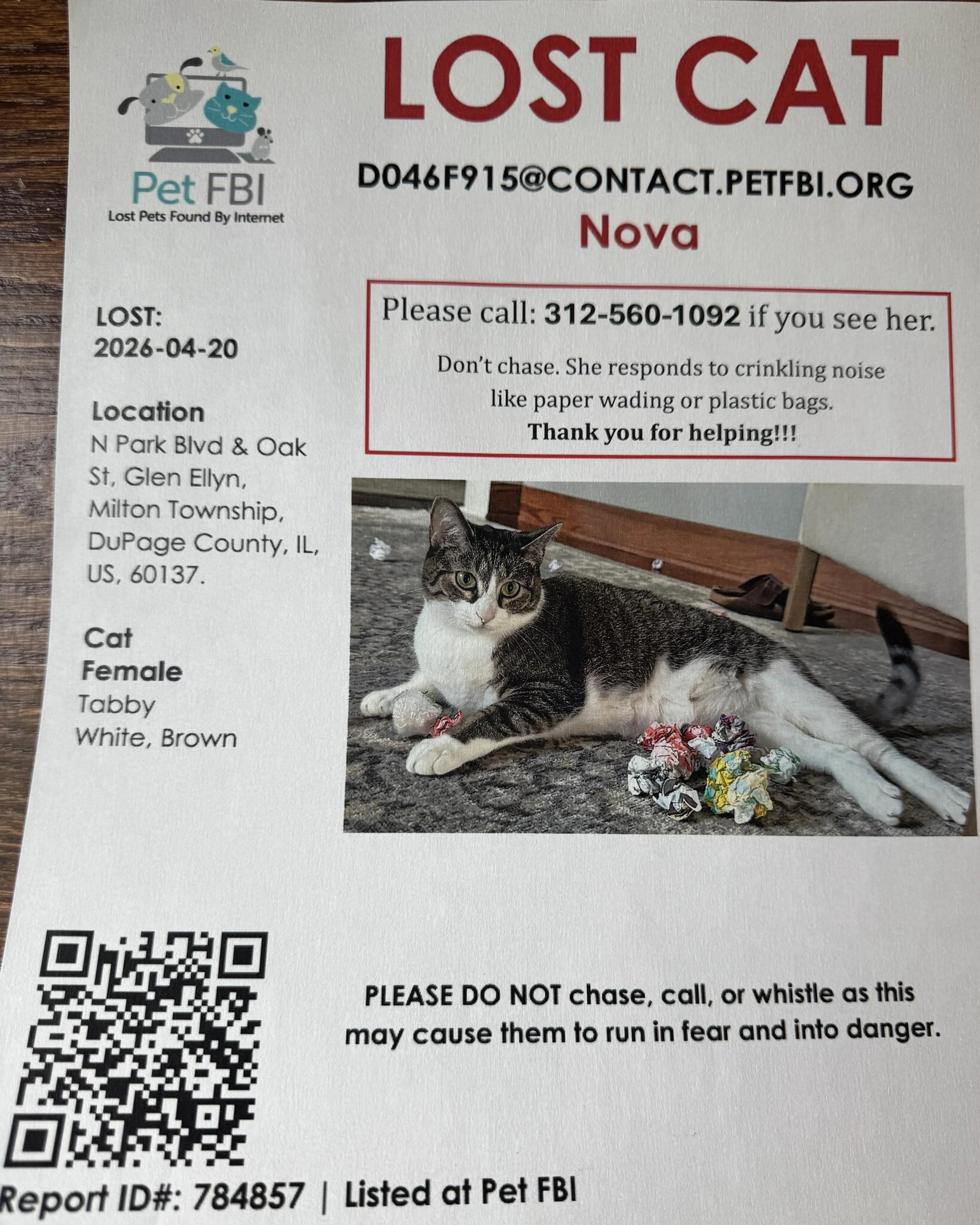 Lost pet