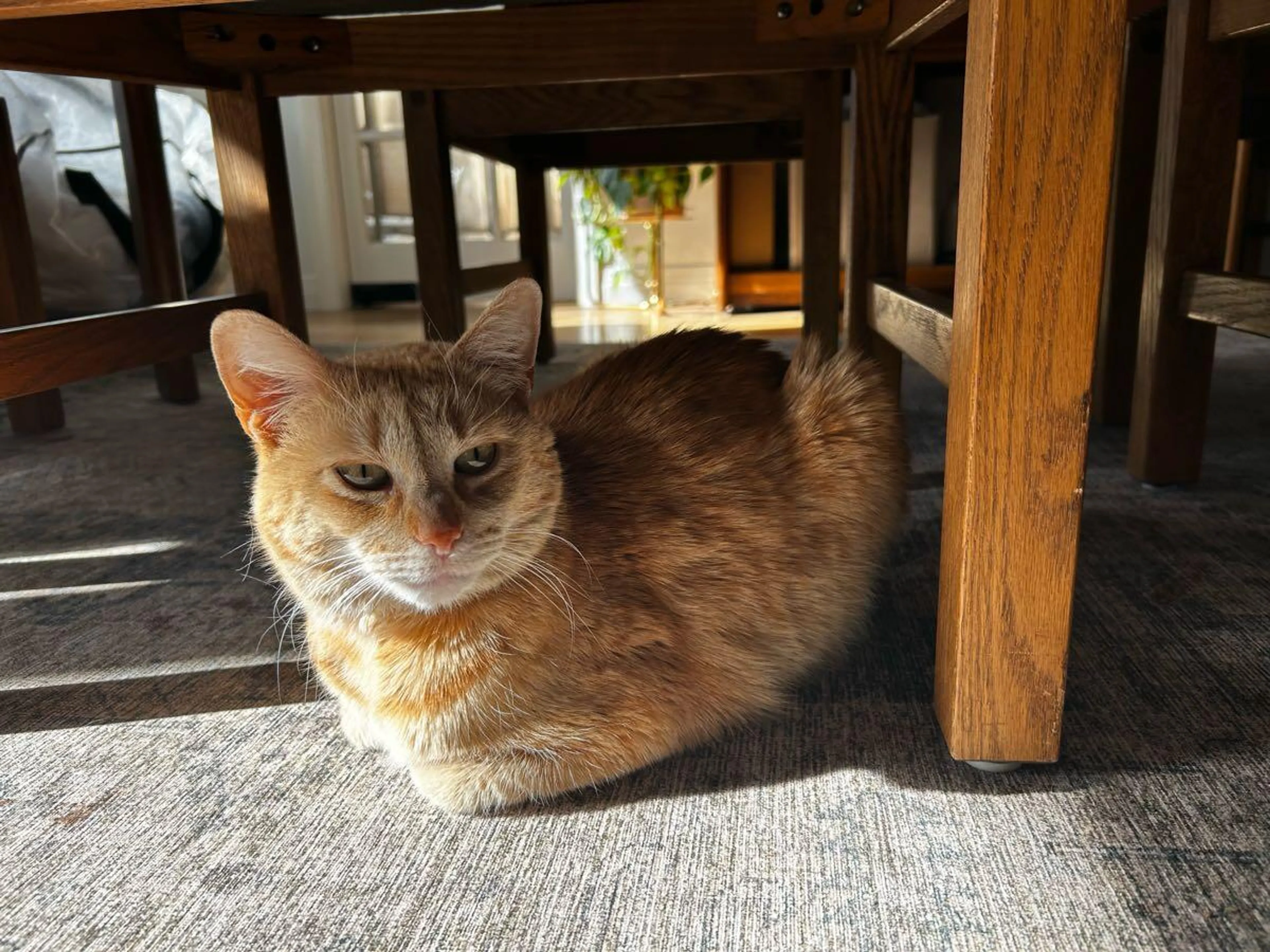 Lost pet