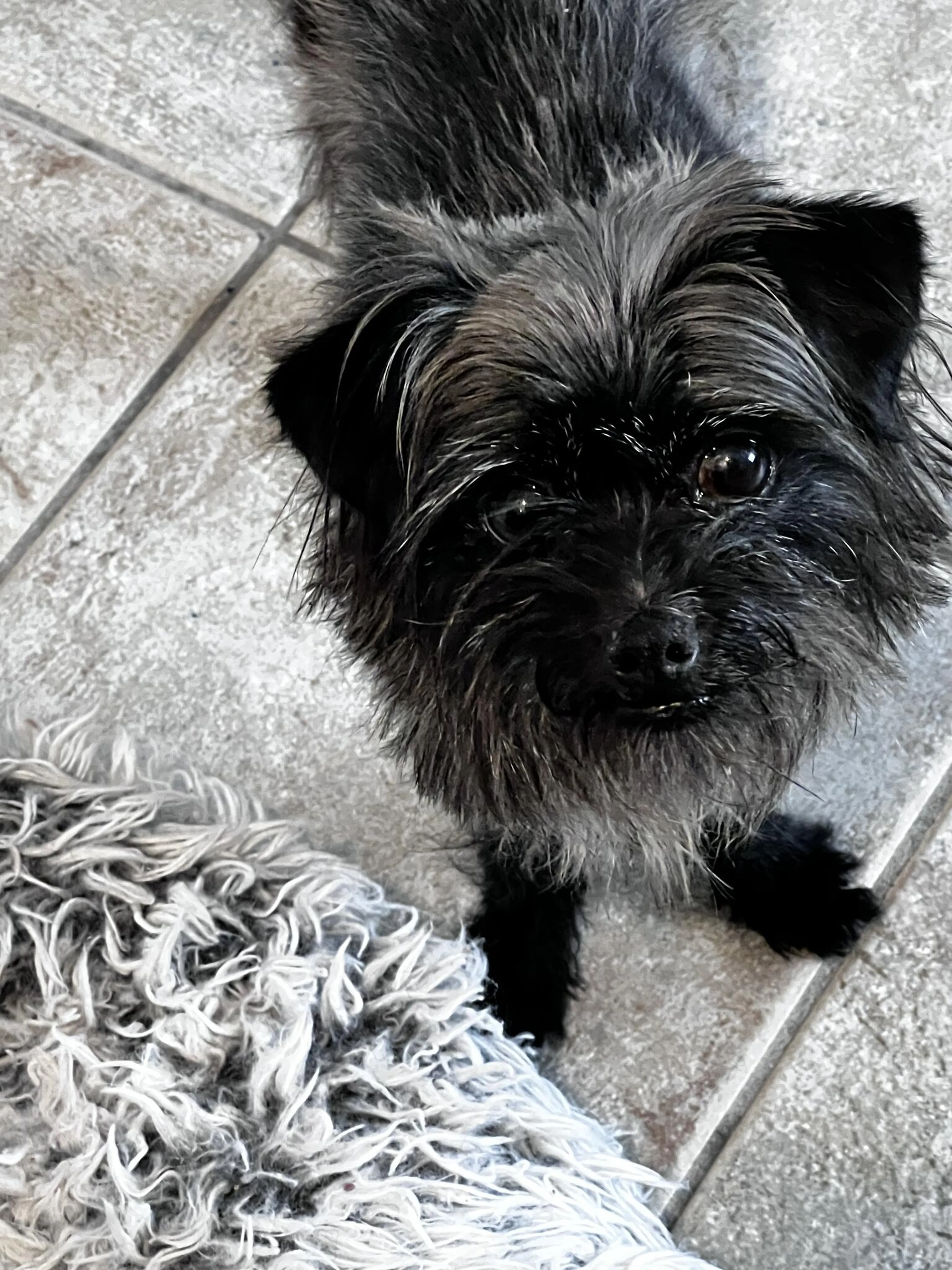 Found pet