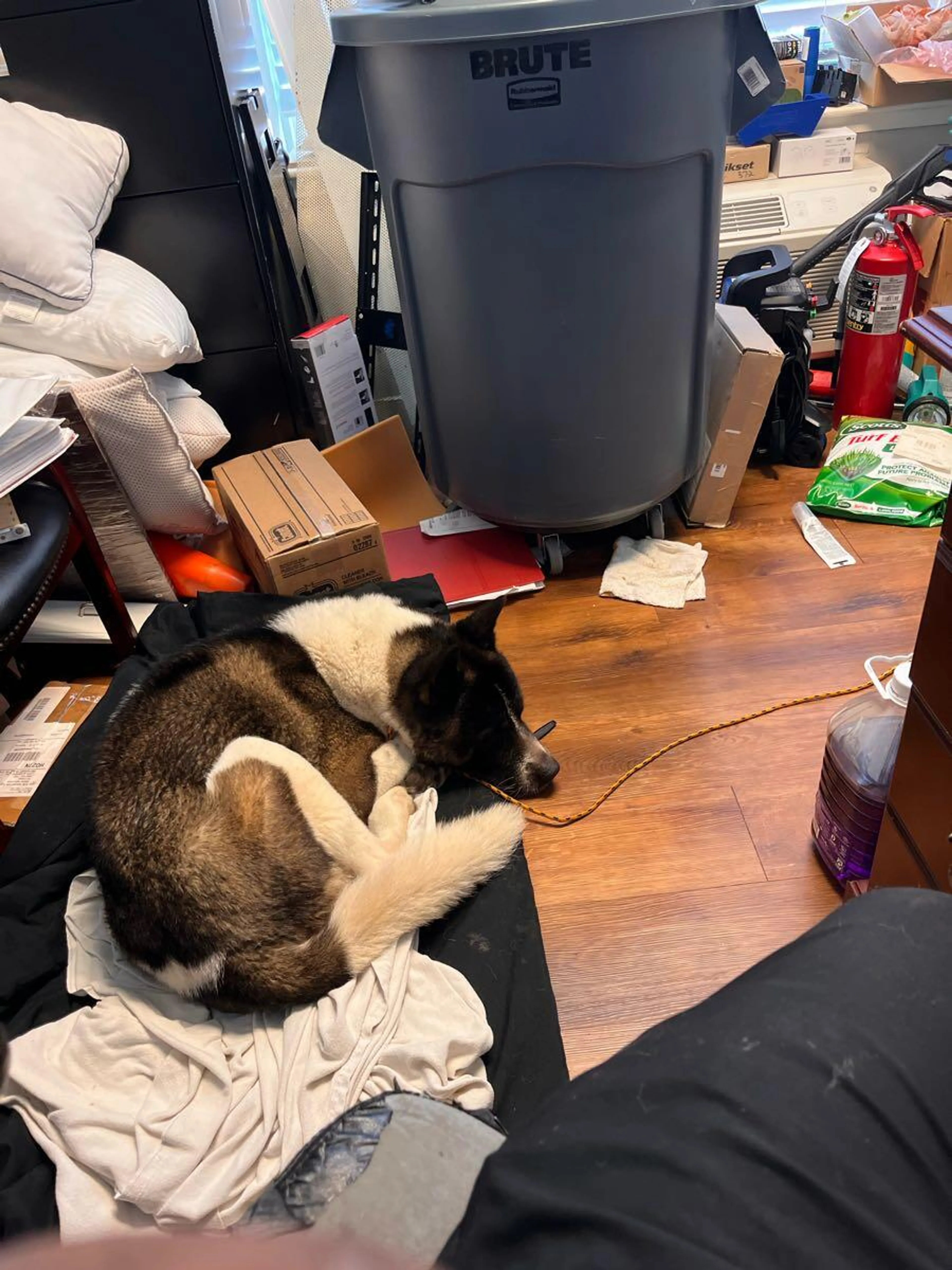 Found pet
