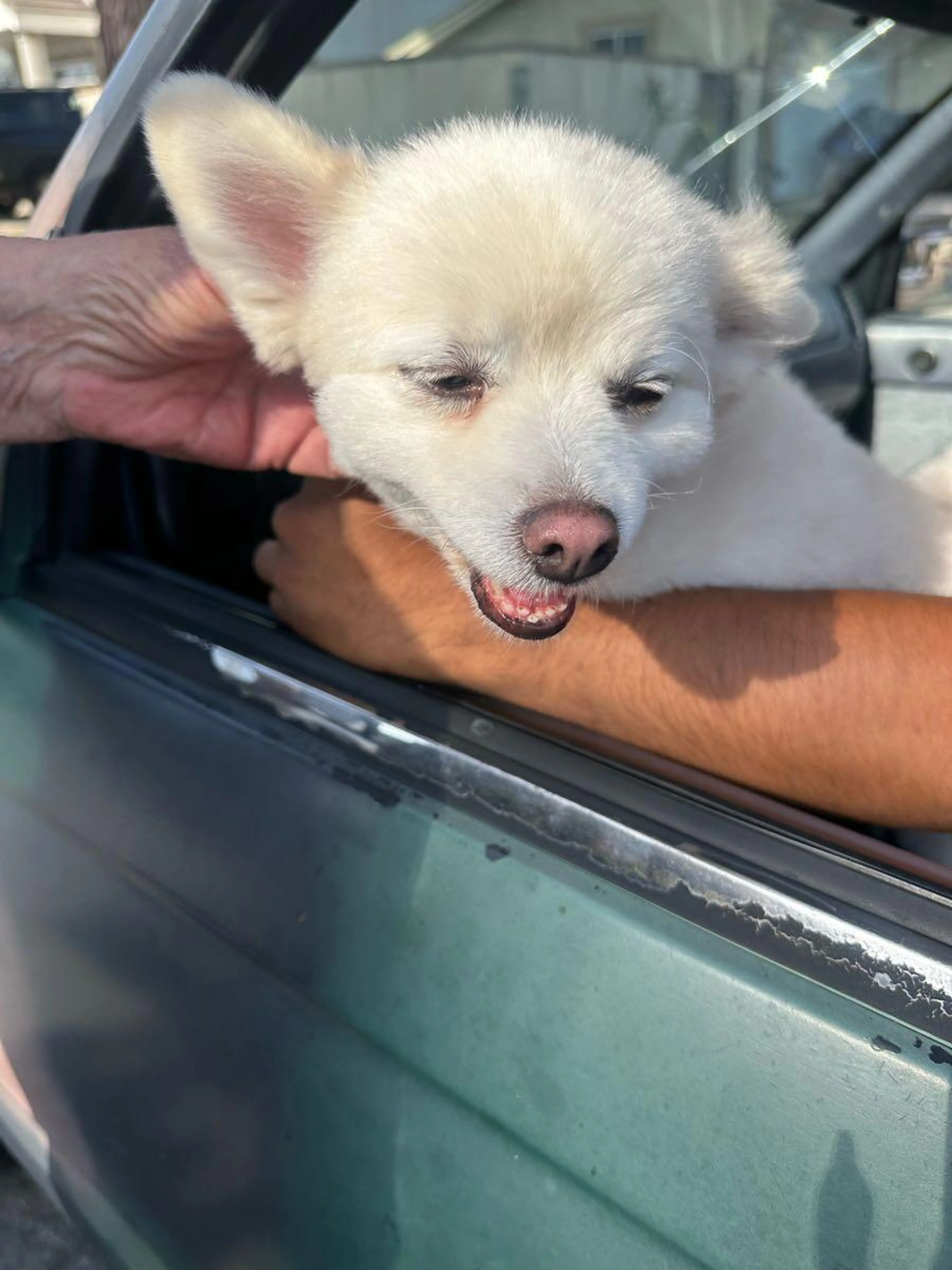 Found pet