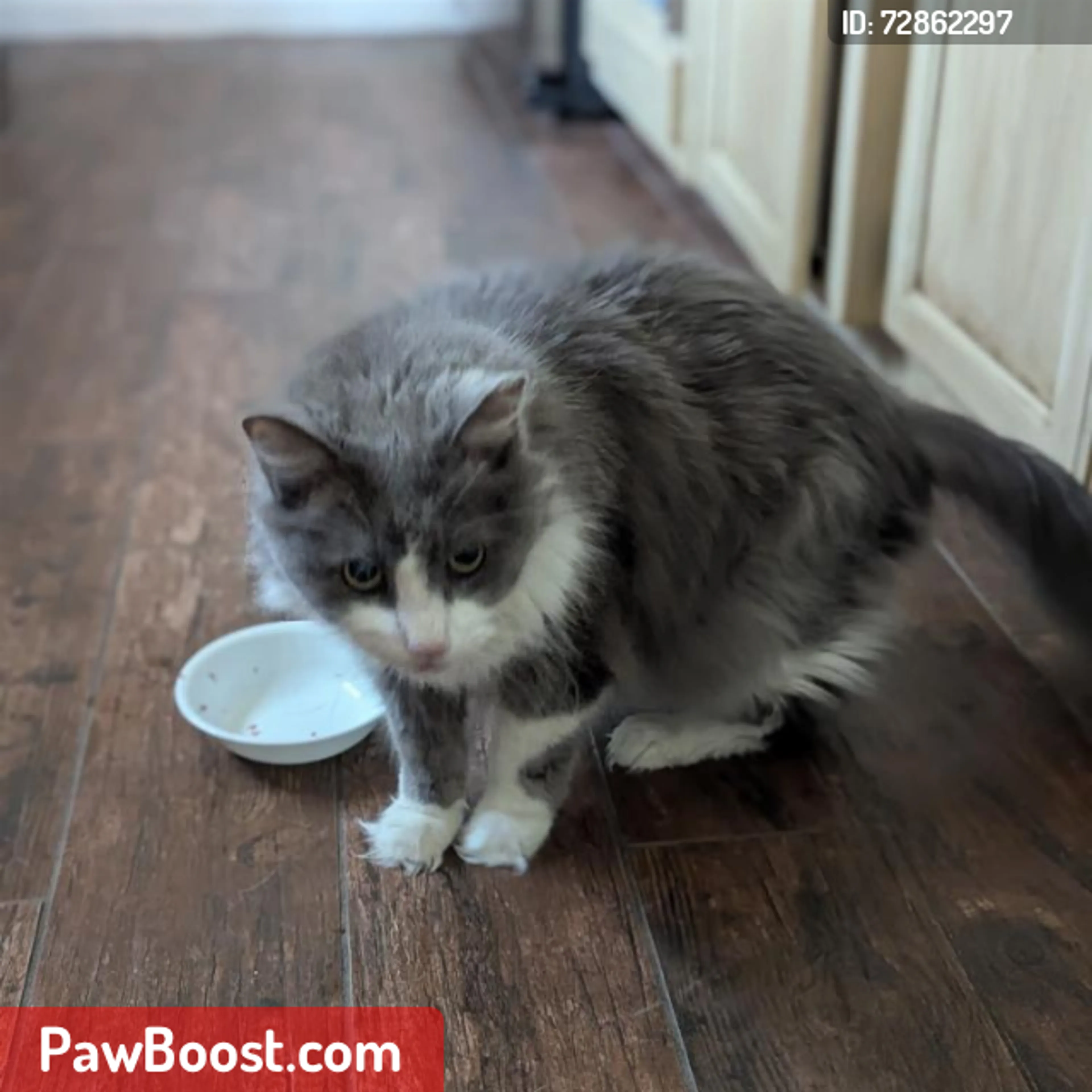 Lost pet