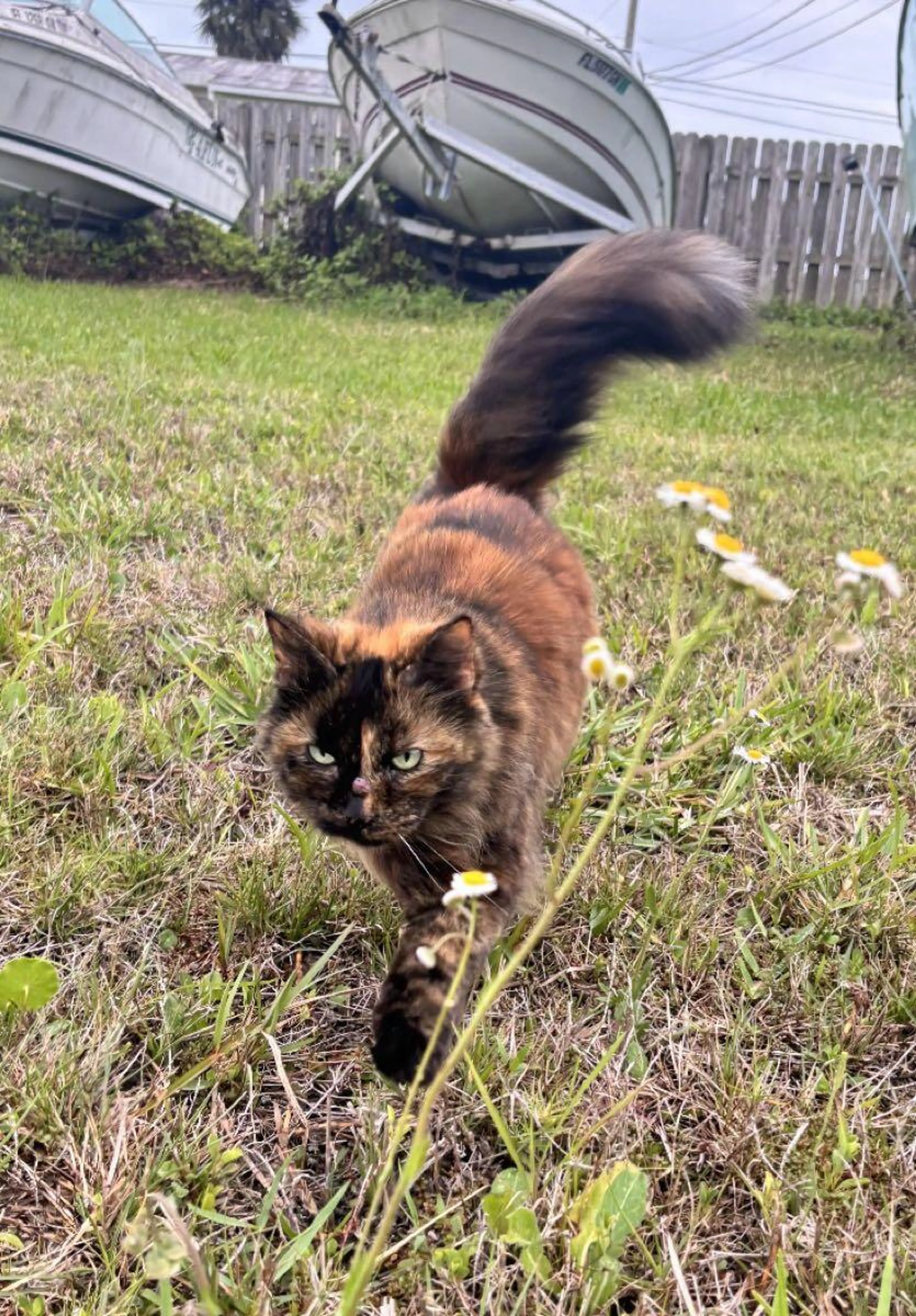 Lost pet