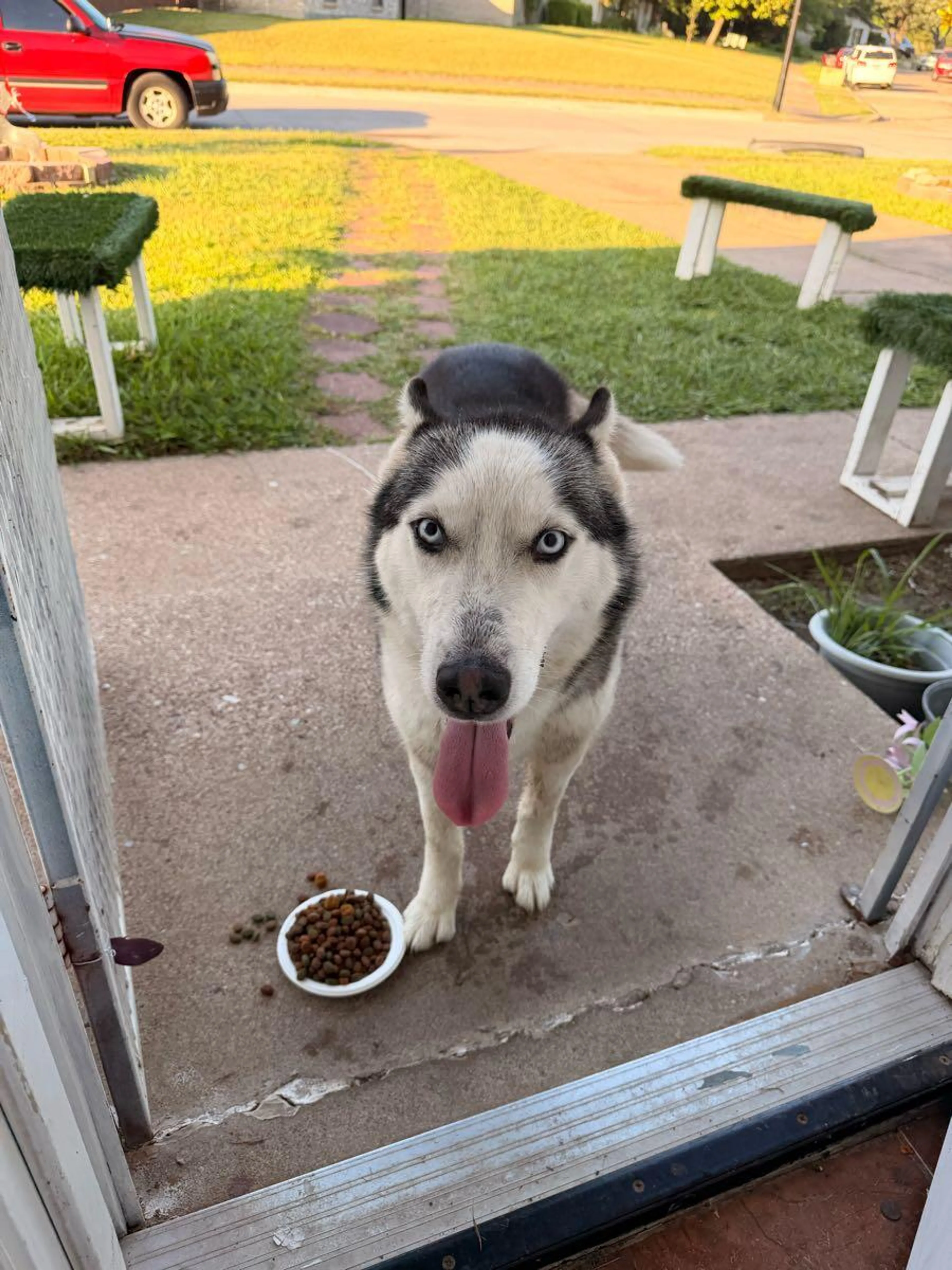 Found pet