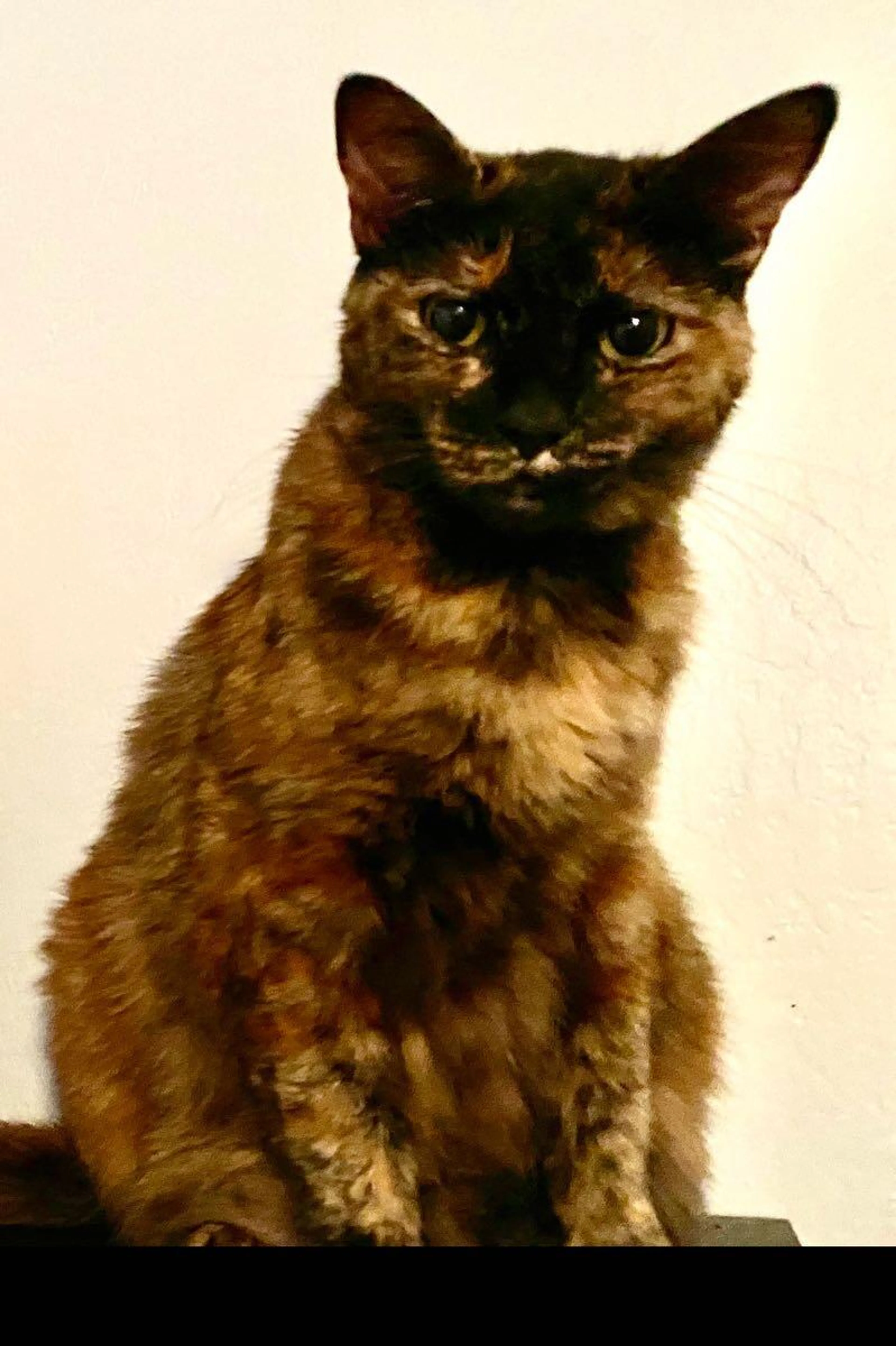 Lost pet