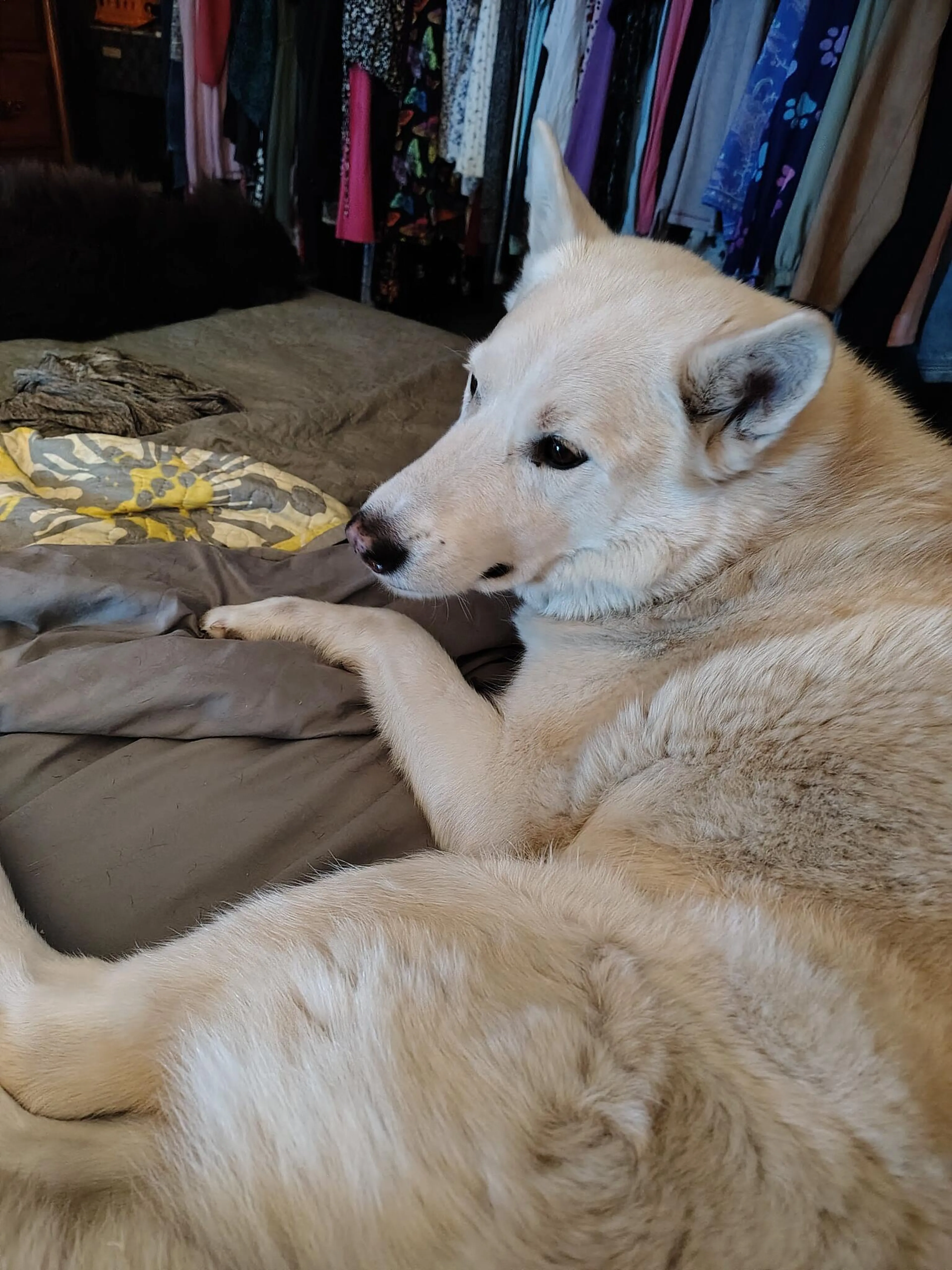 Lost pet