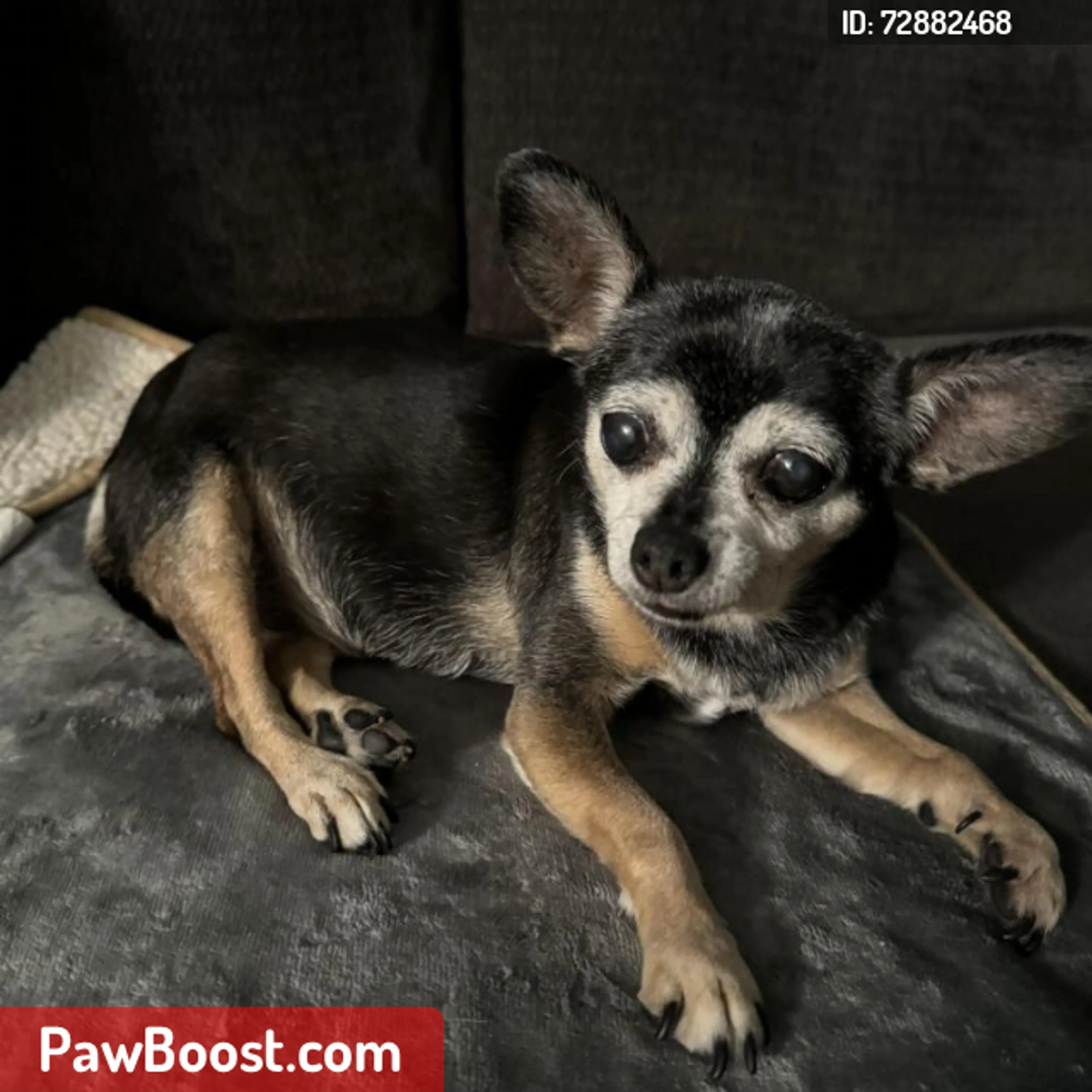 Lost pet
