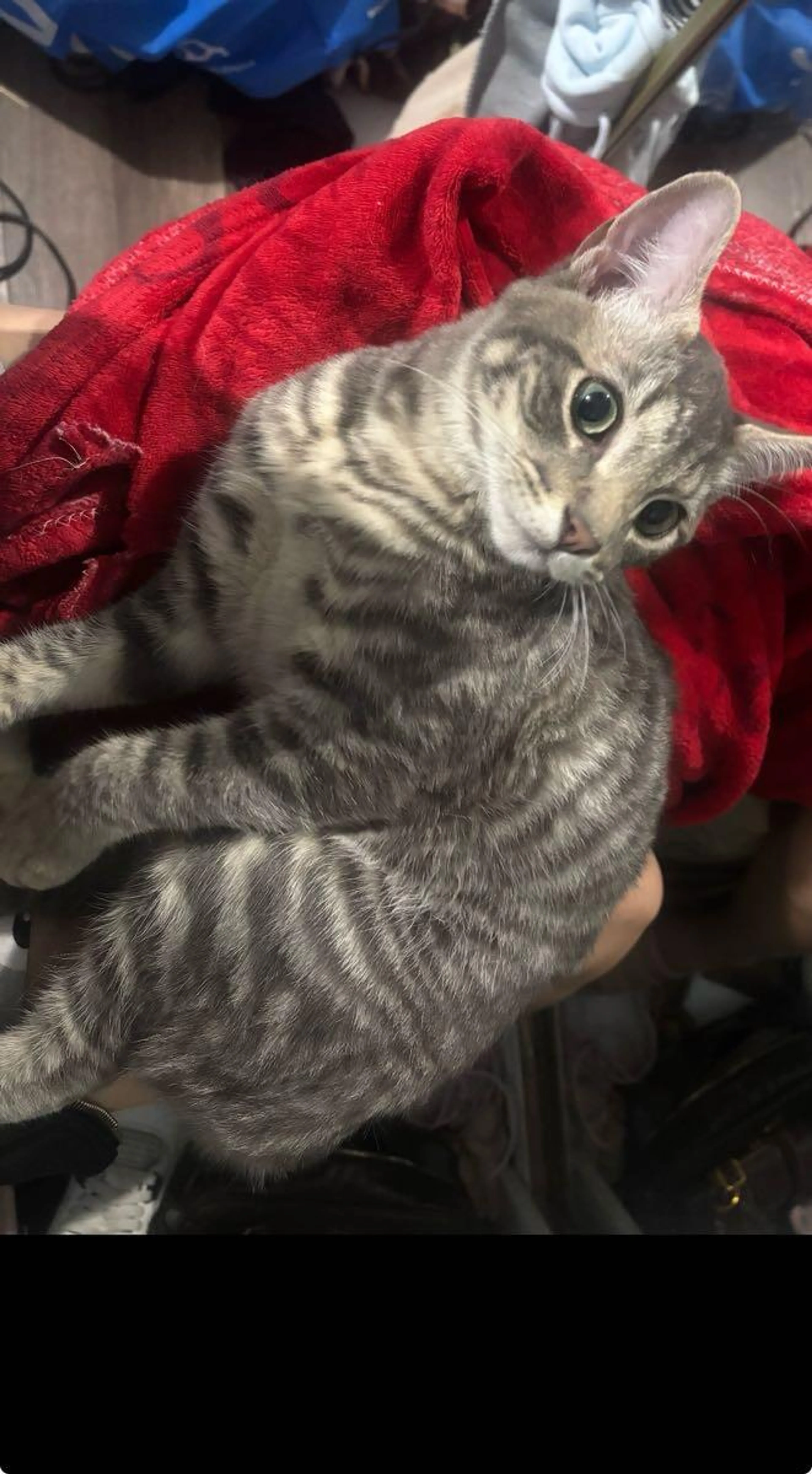 Lost pet