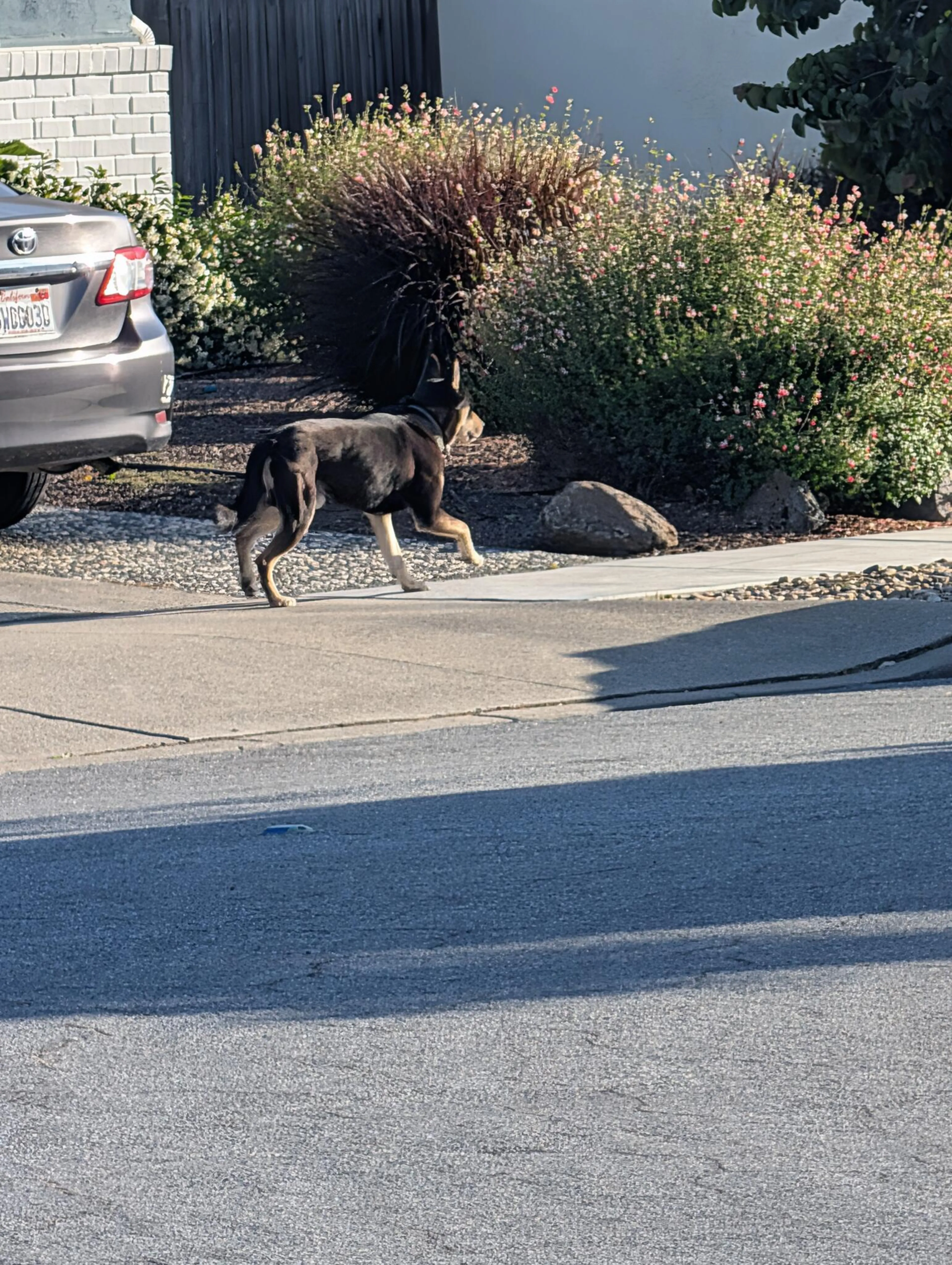 Found pet