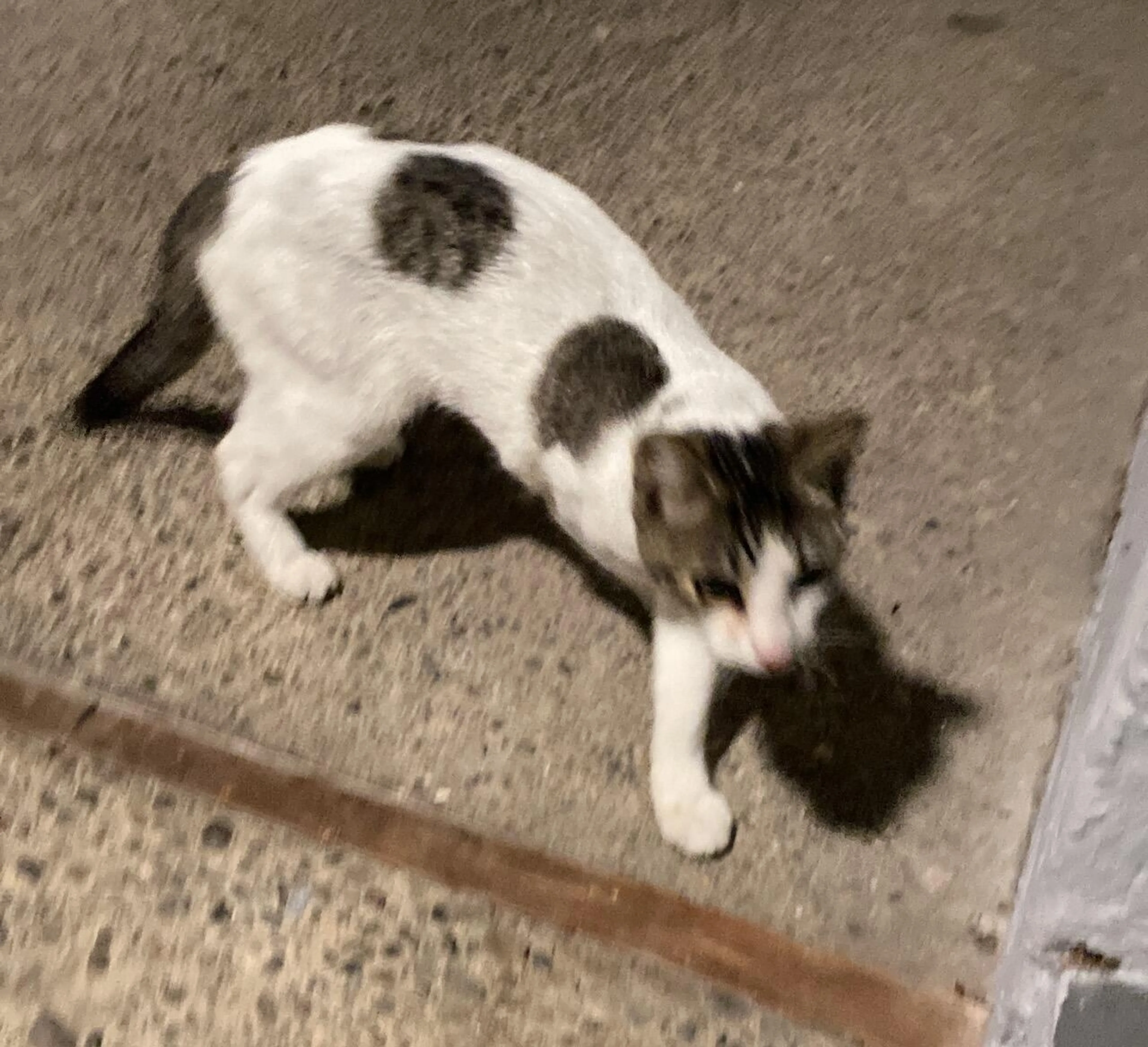 Found pet