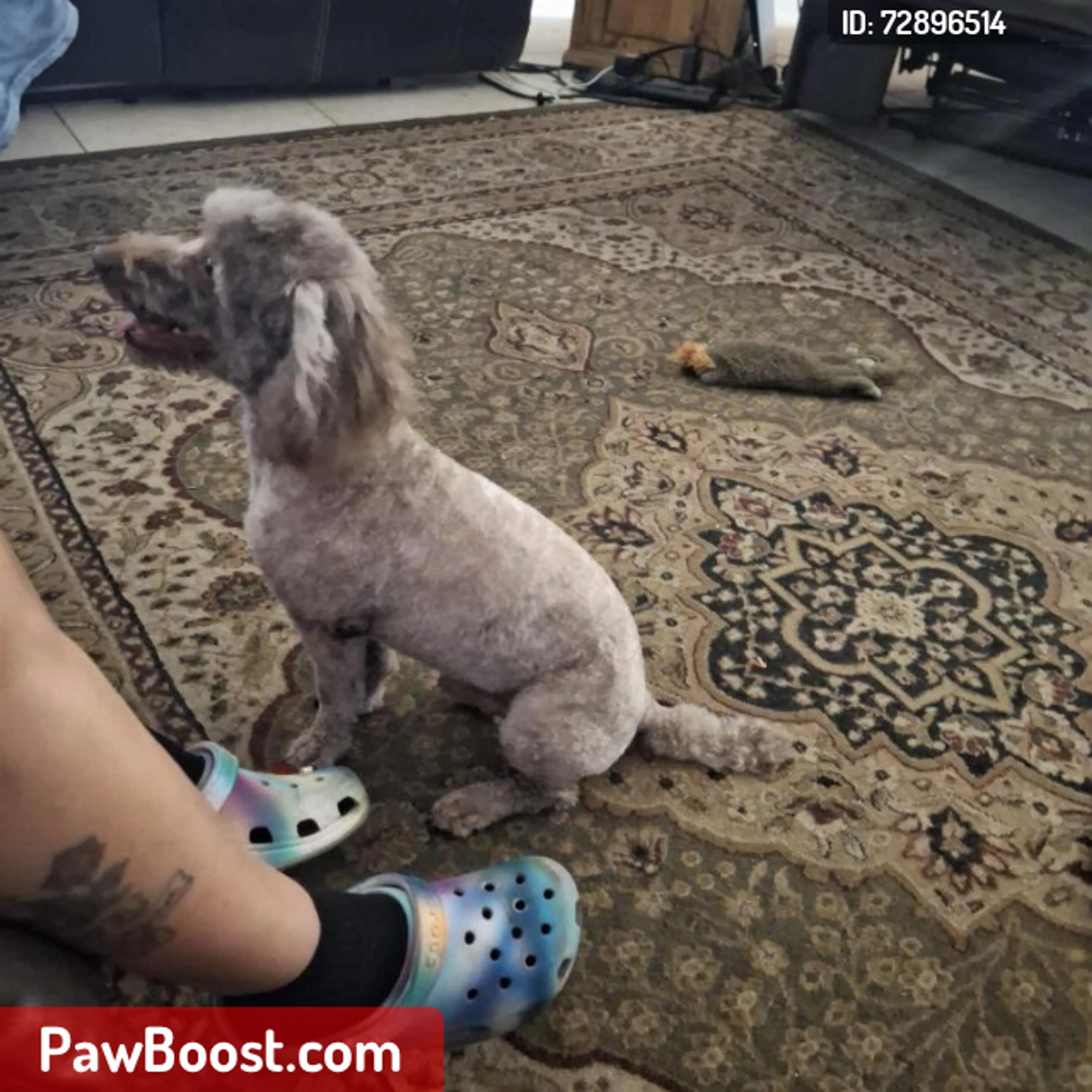 Lost pet