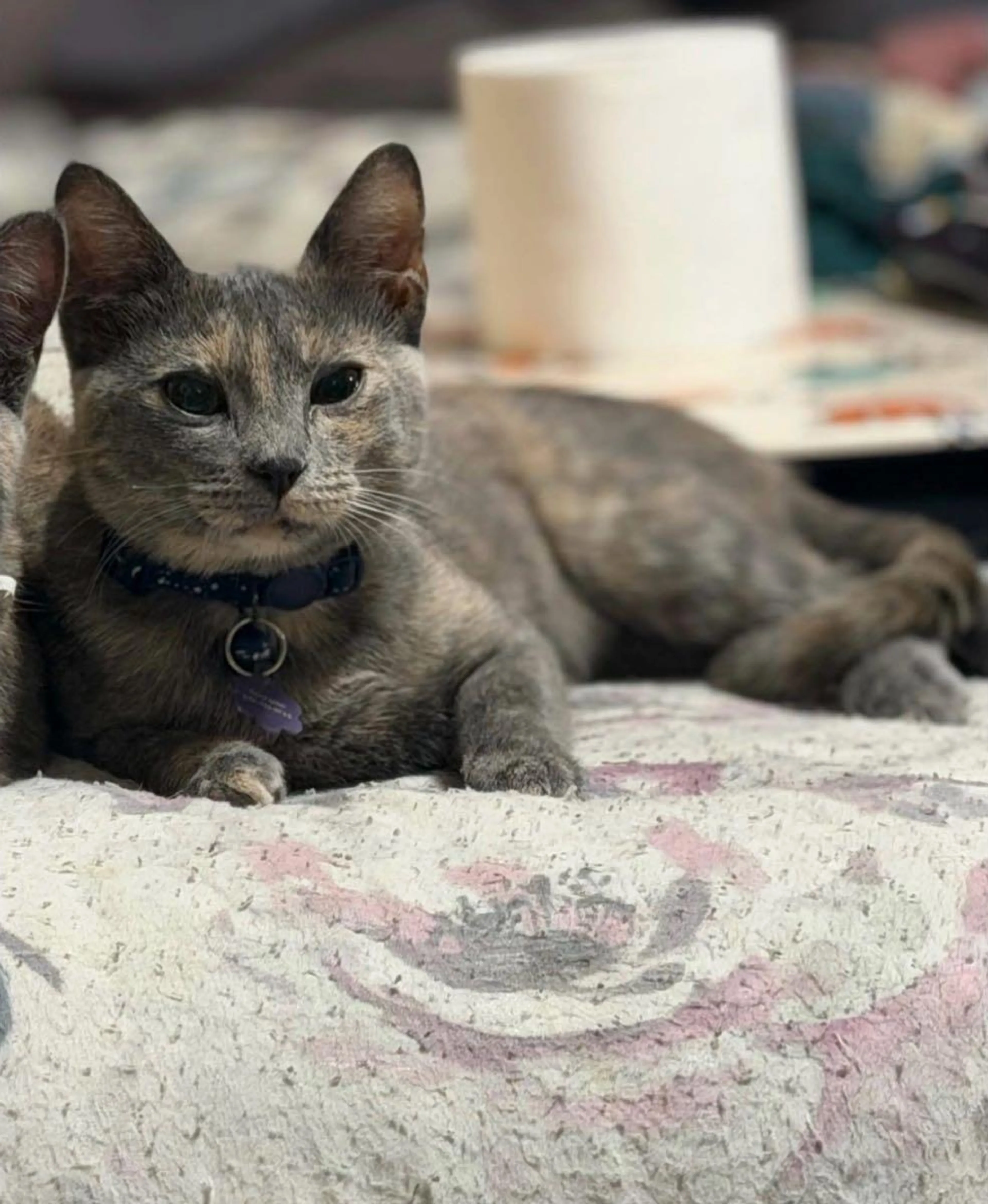 Lost pet