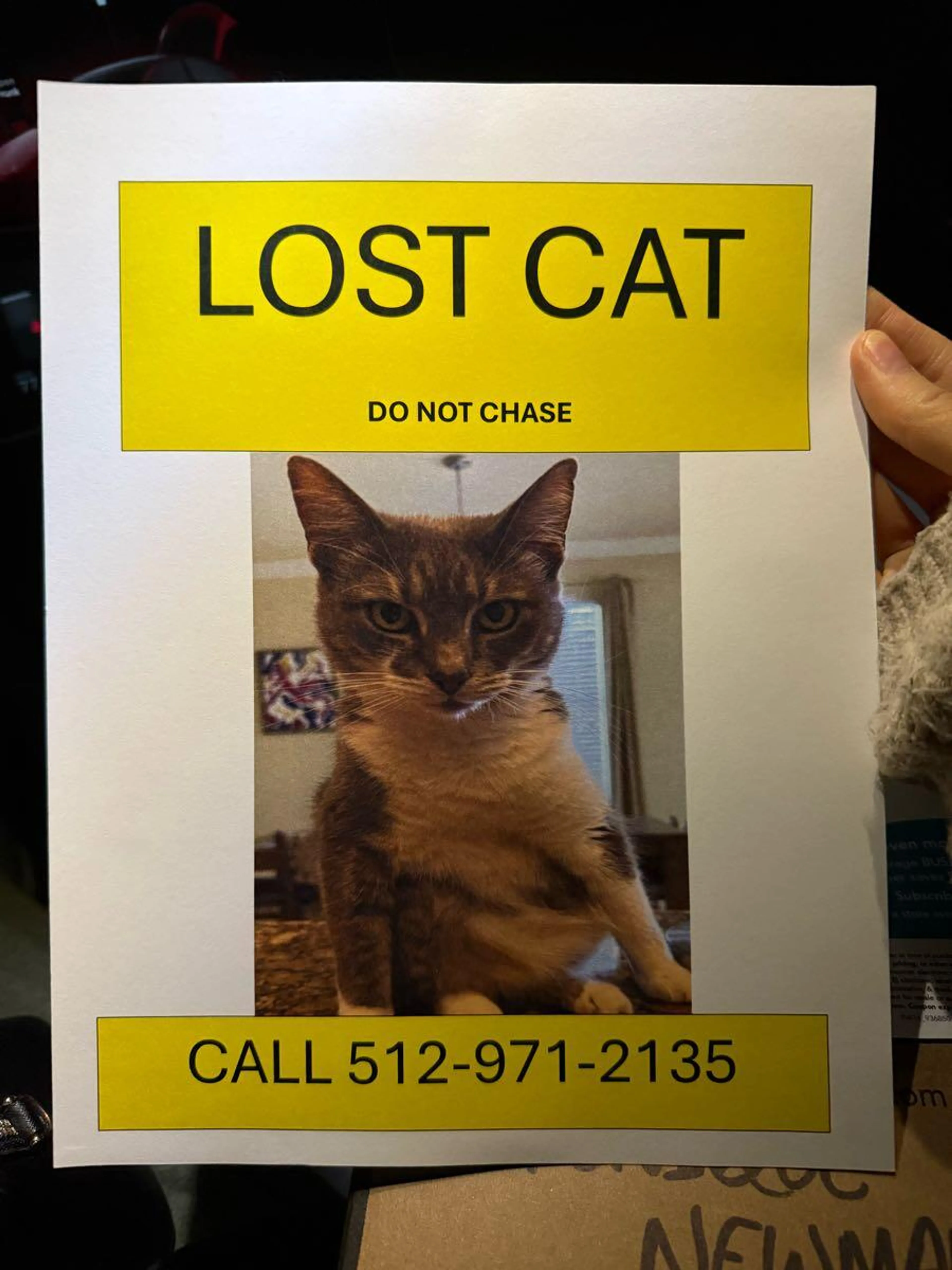 Lost pet