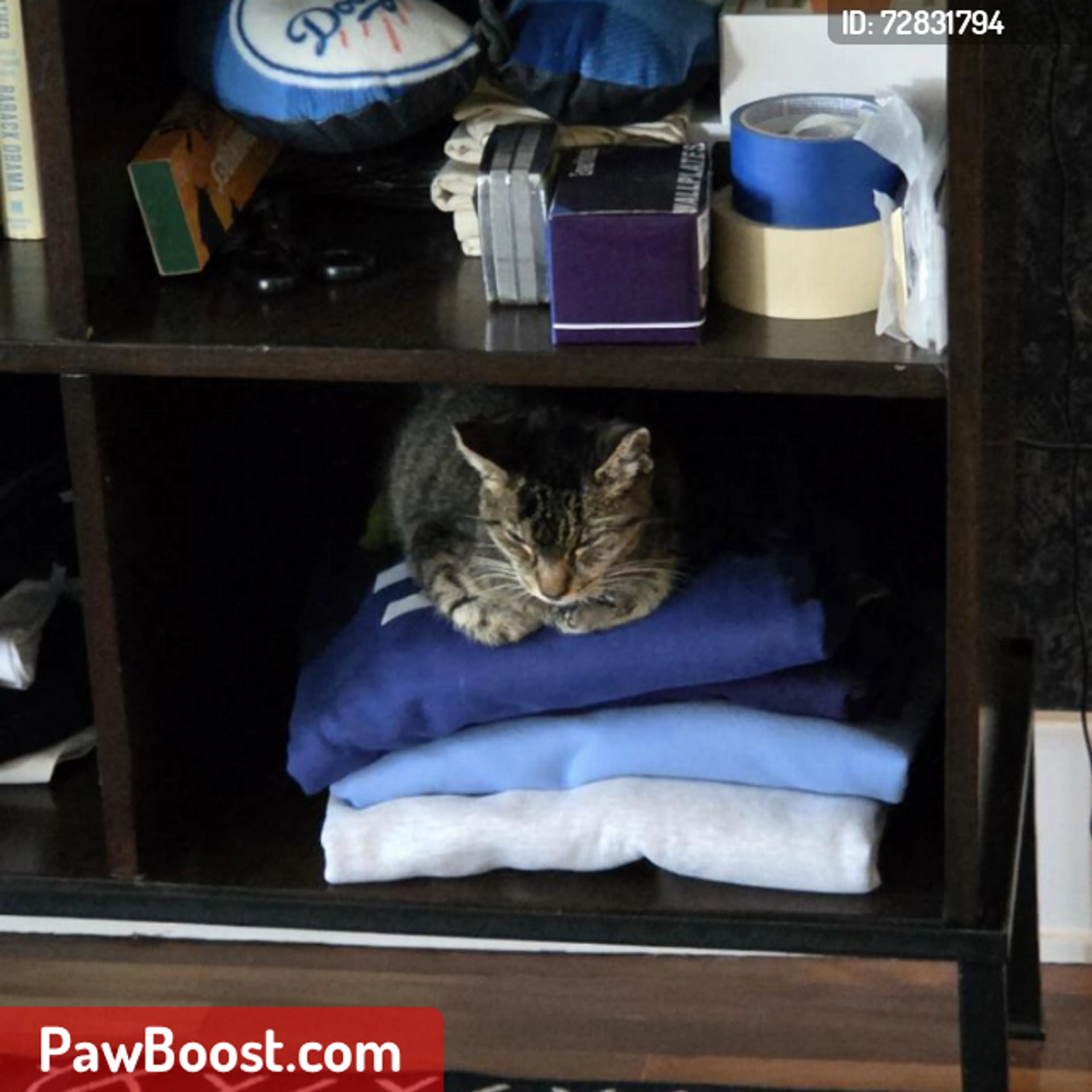 Lost pet