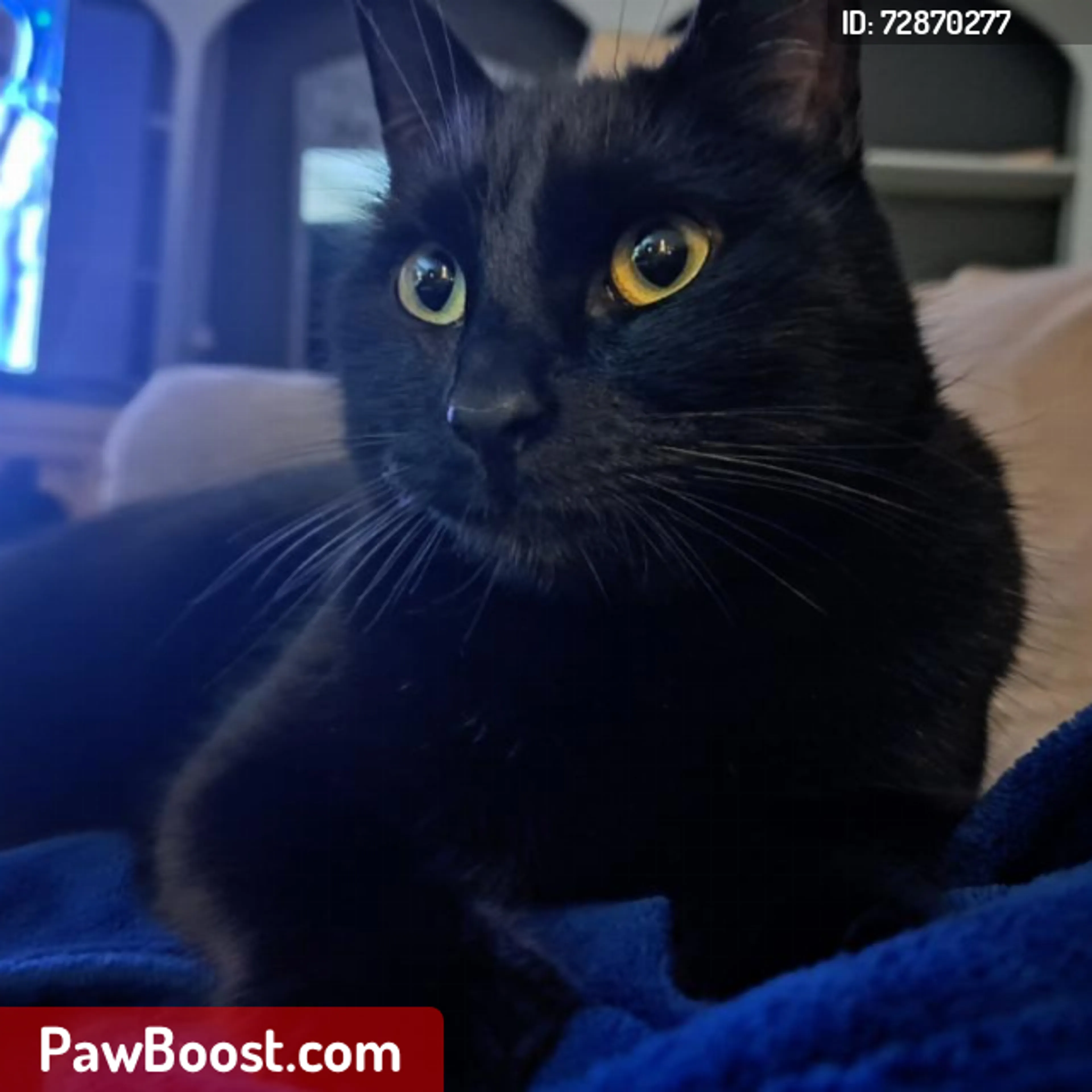 Lost pet