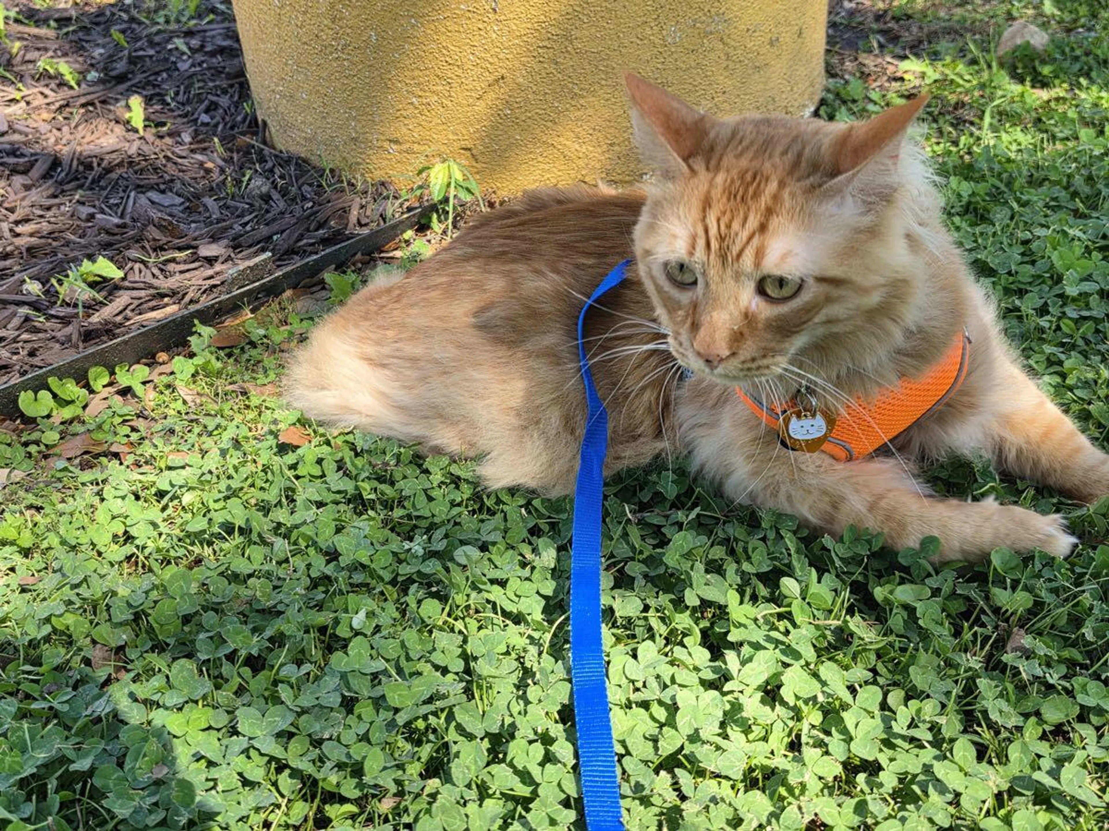 Lost pet