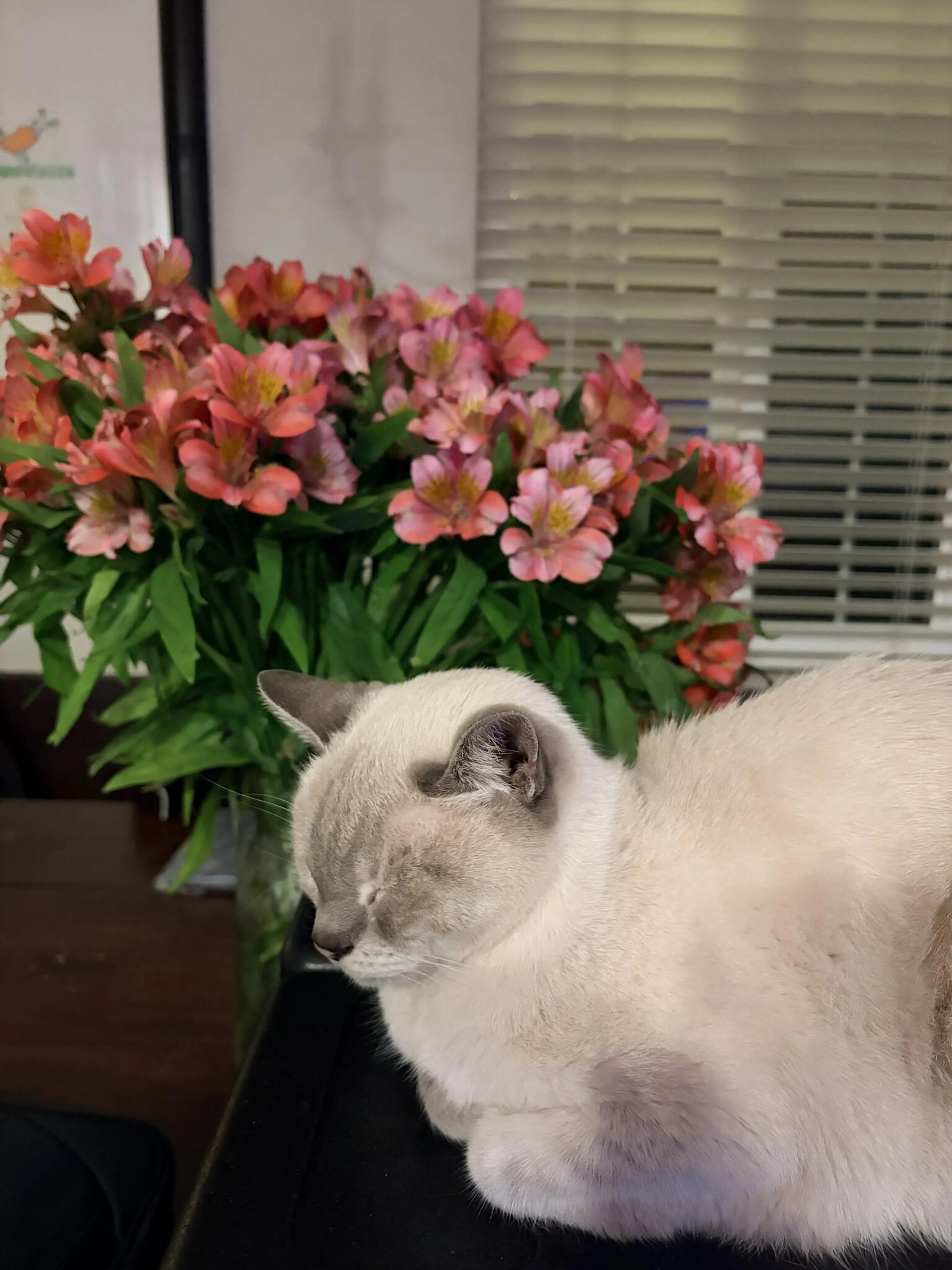 Lost pet