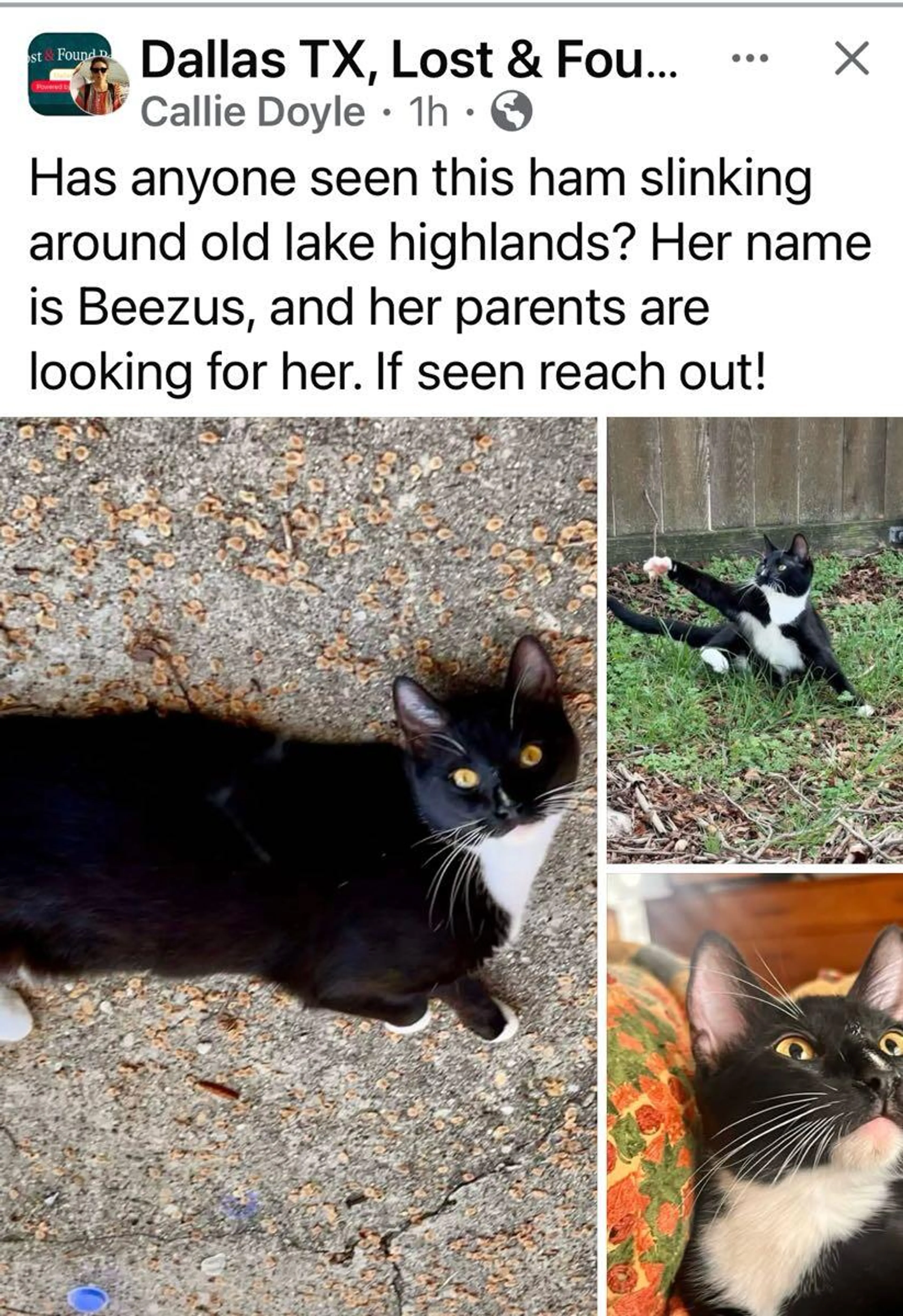 Lost pet