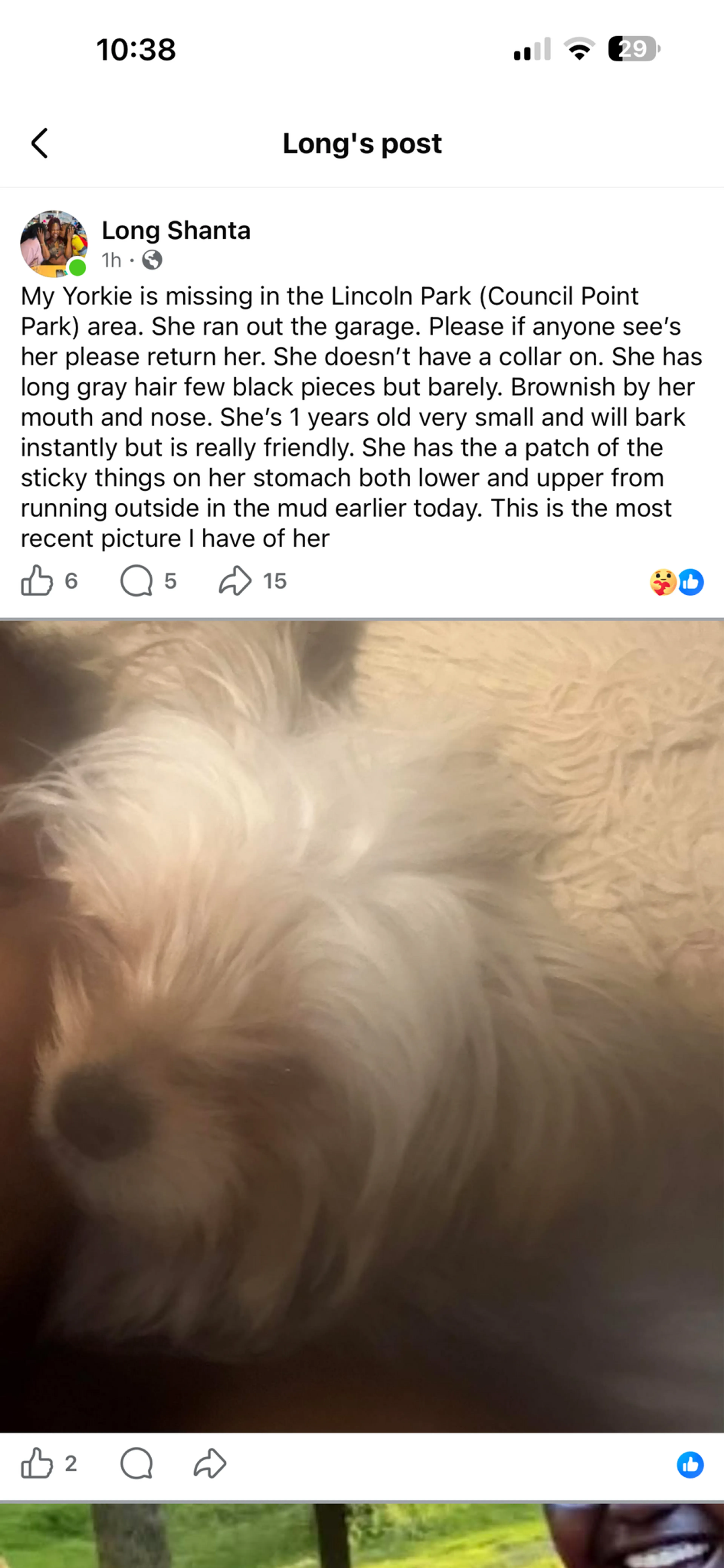 Lost pet